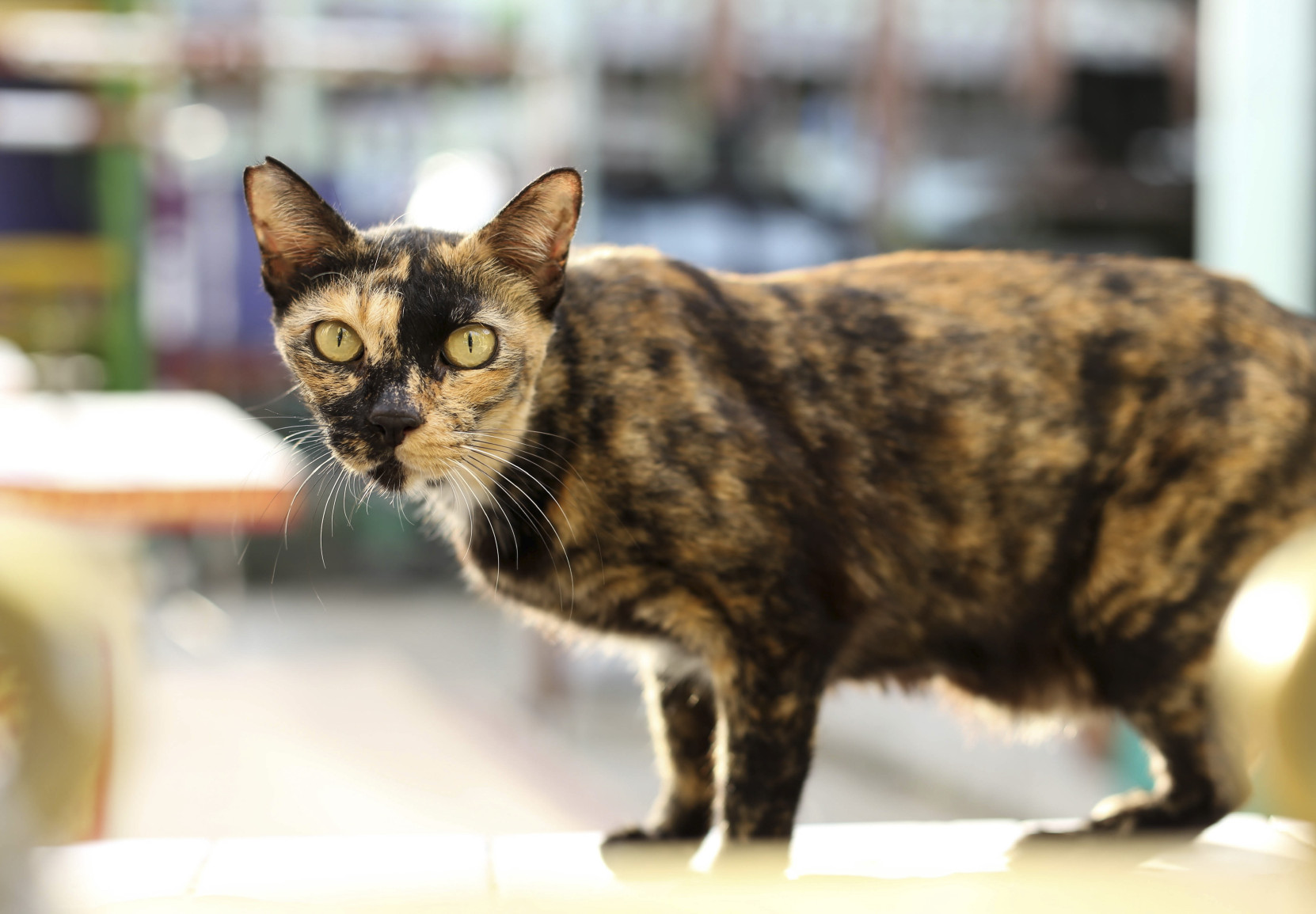Cat with yellow eyes on the wall