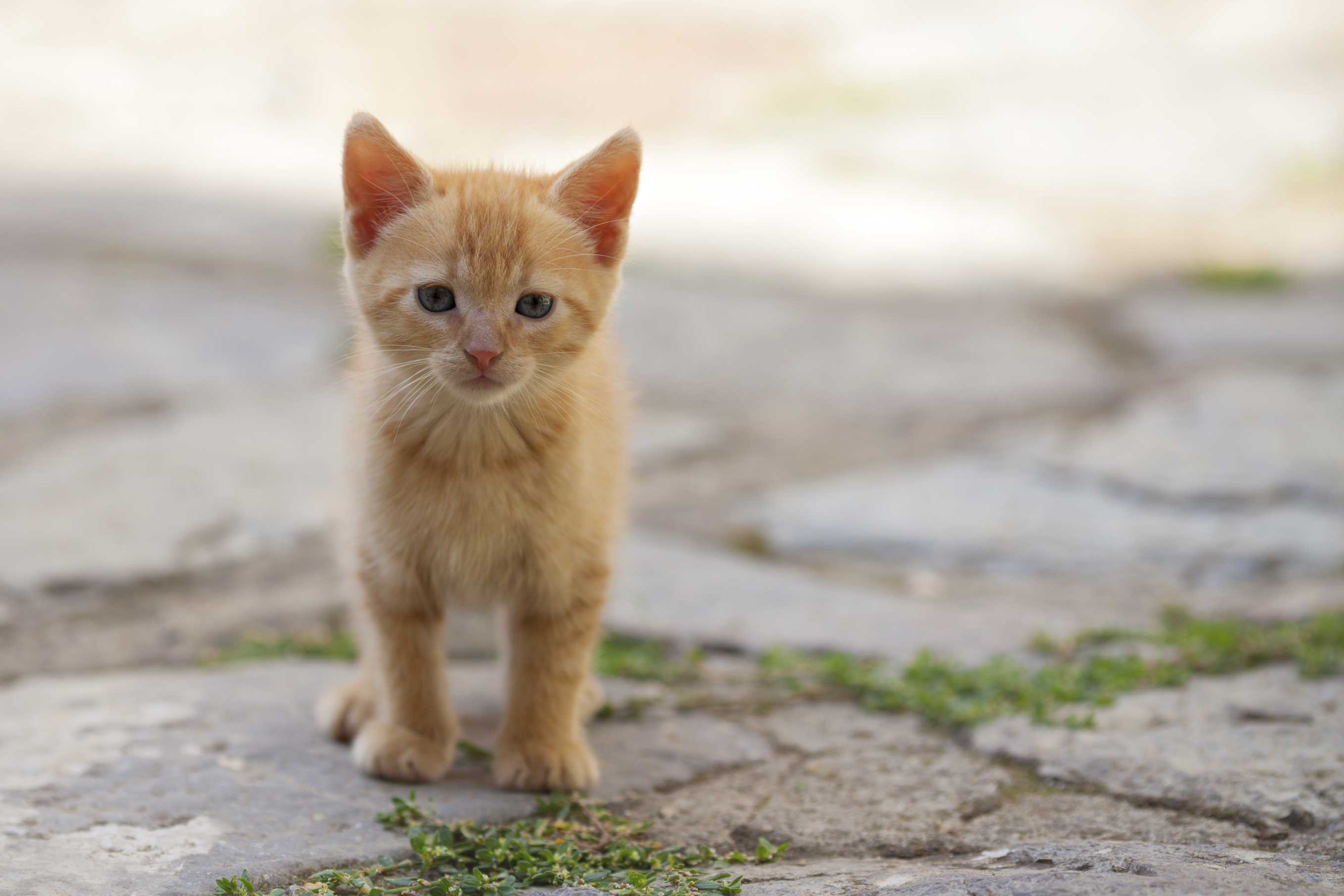 Little red cat | True Care Veterinary 