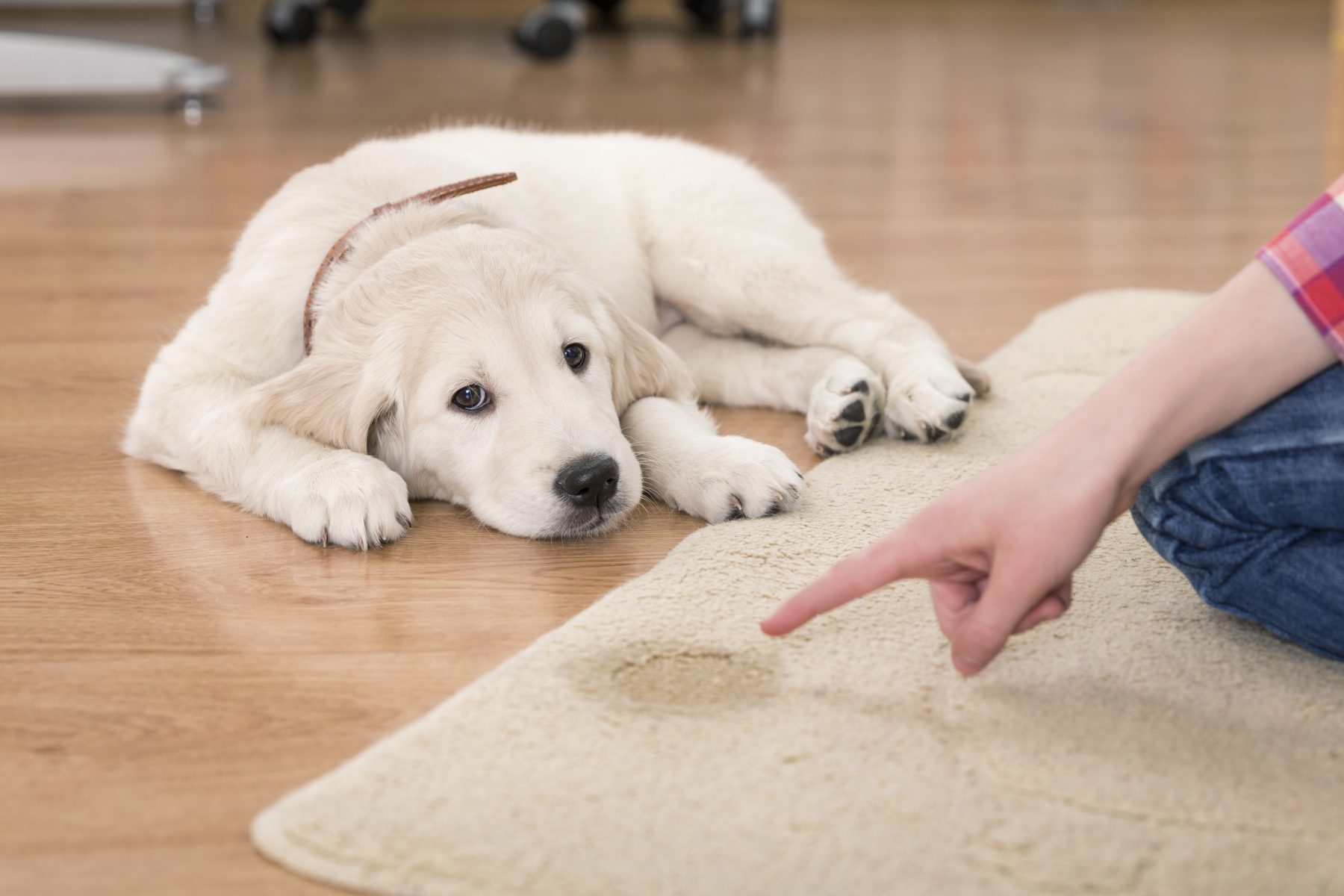 house training of guilty puppy