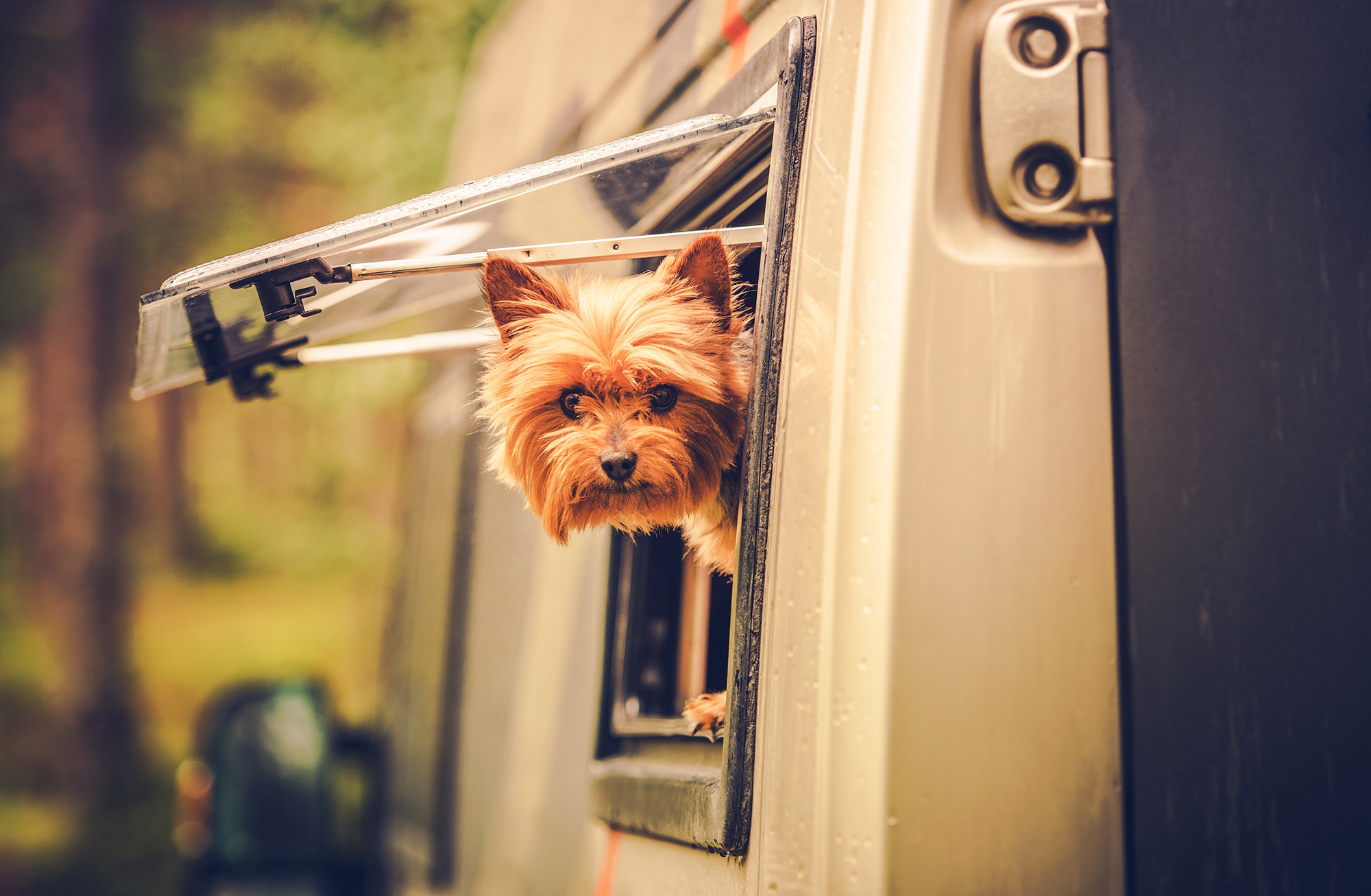 pet travel de