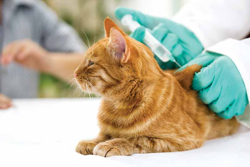 Pet vaccinations are an essential part of pet health and veterinary care