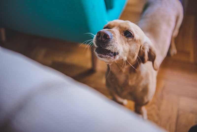 Pet separation anxiety solutions