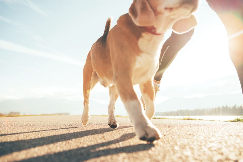summer pet safety dog walk walking on pavement