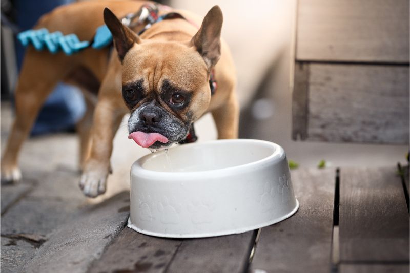 Is It Safe for Dogs To Drink Out of Shared Water Bowls?