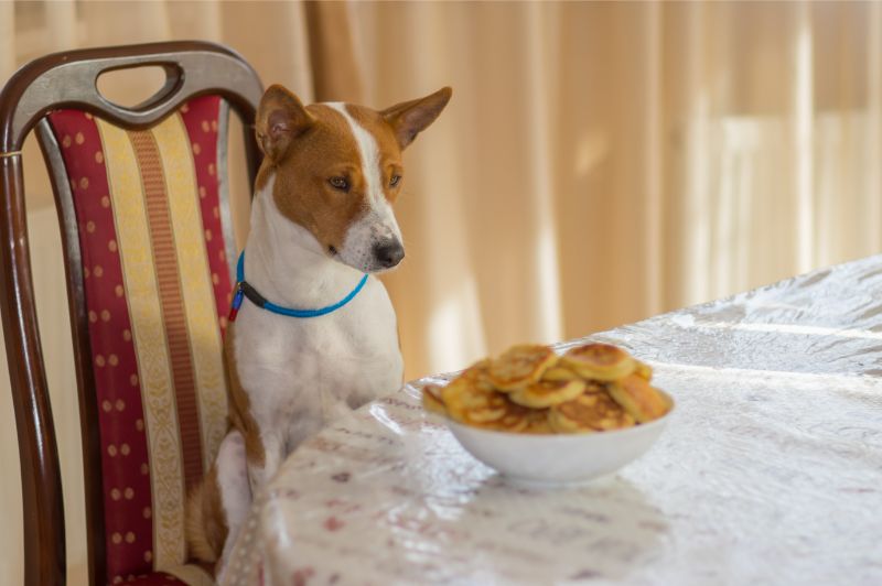 dog sitting at table