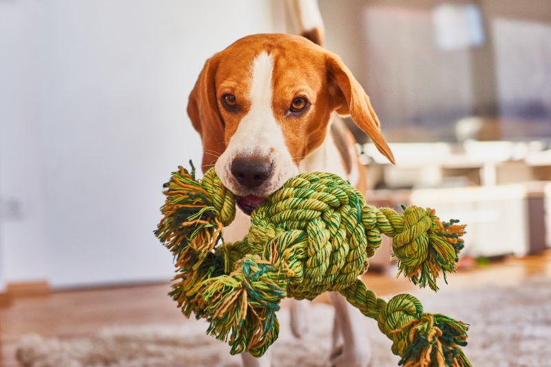 Dog carrying toy rope inside the house.