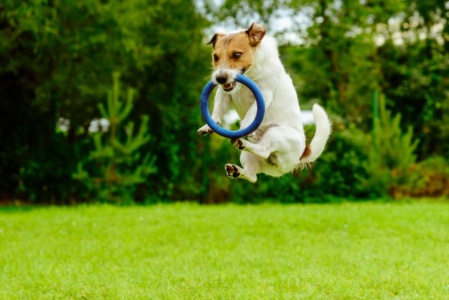 dog jumping with toy