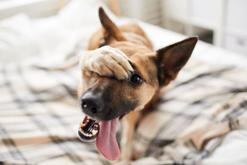 dog covering face