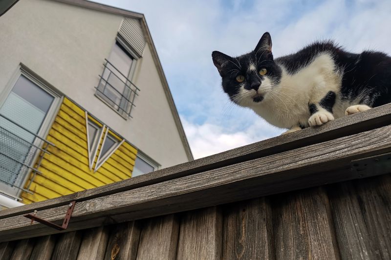 cat sitting on fence