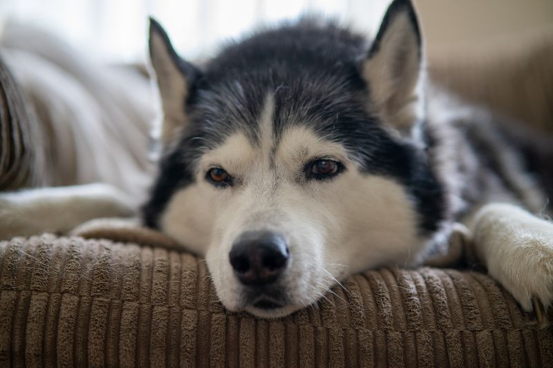 dog in pain