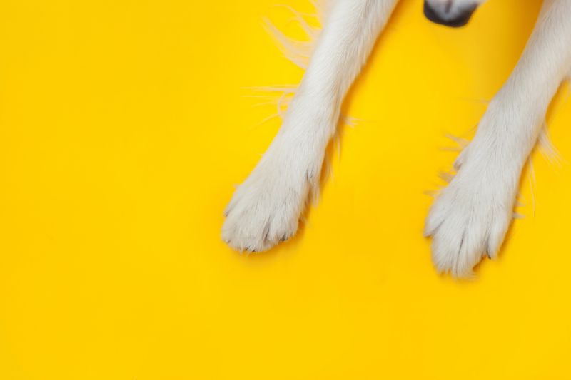 White dog paws against a bright yellow background.