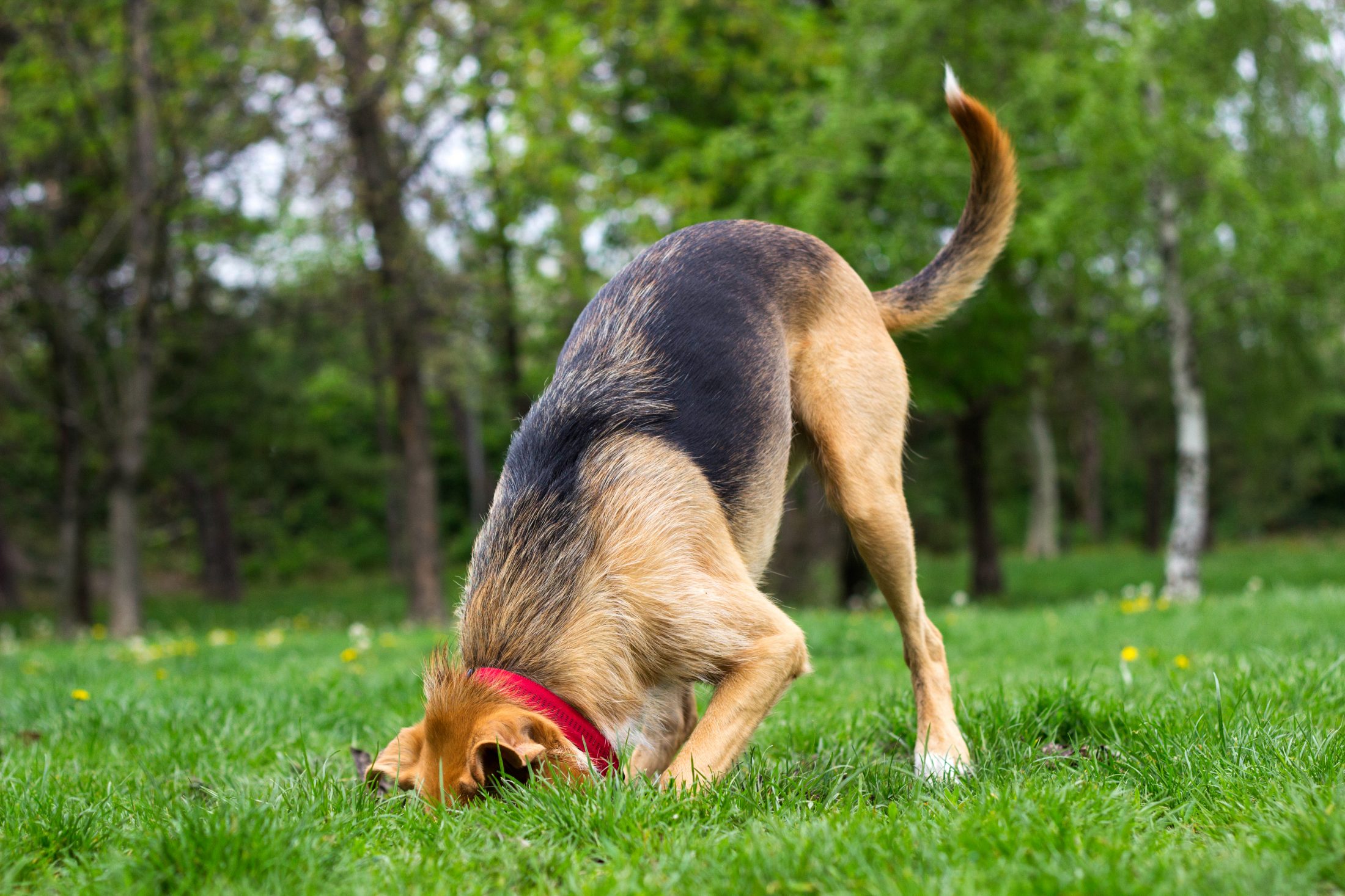 A dog digs a hole in the grass.