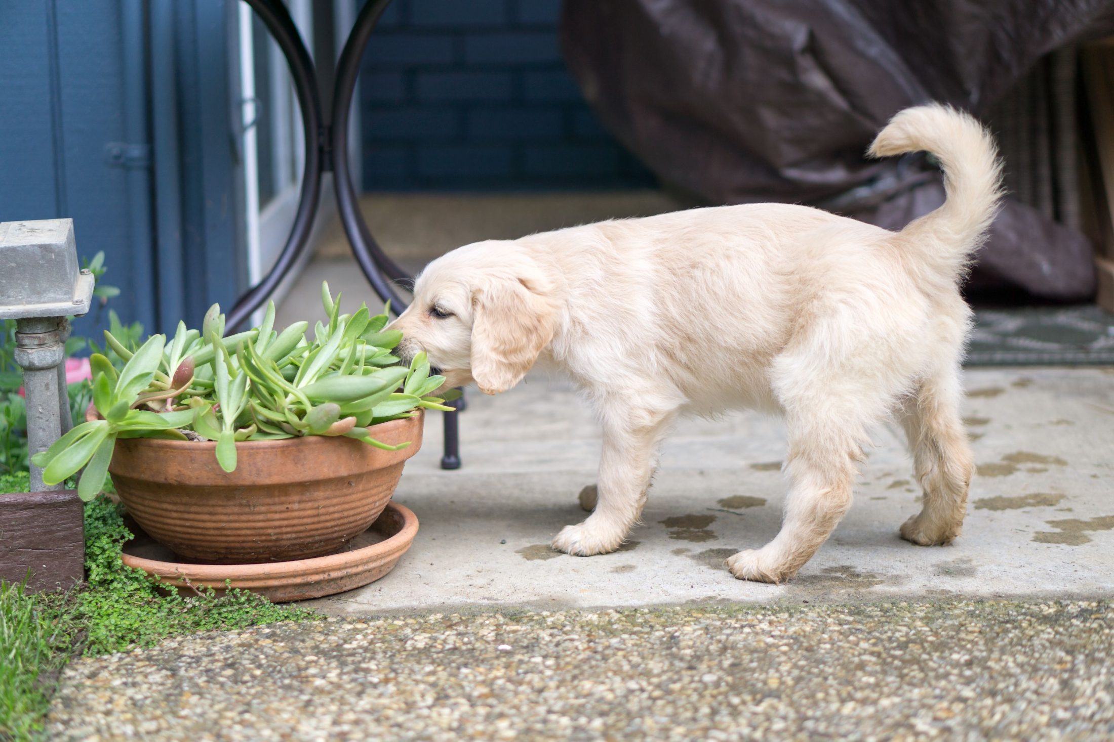 Dog eating plant.