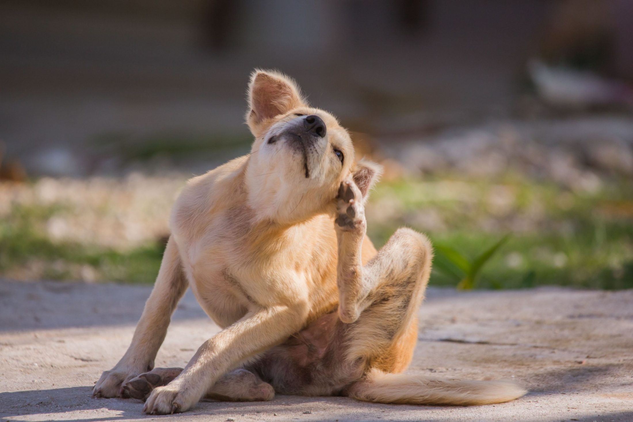 Dog scratching itself behind the ears.