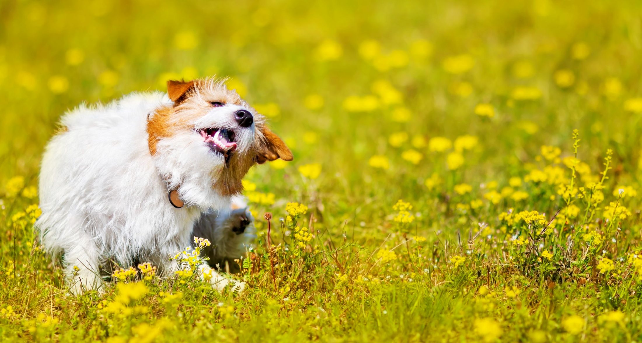 pet dog itching itself.