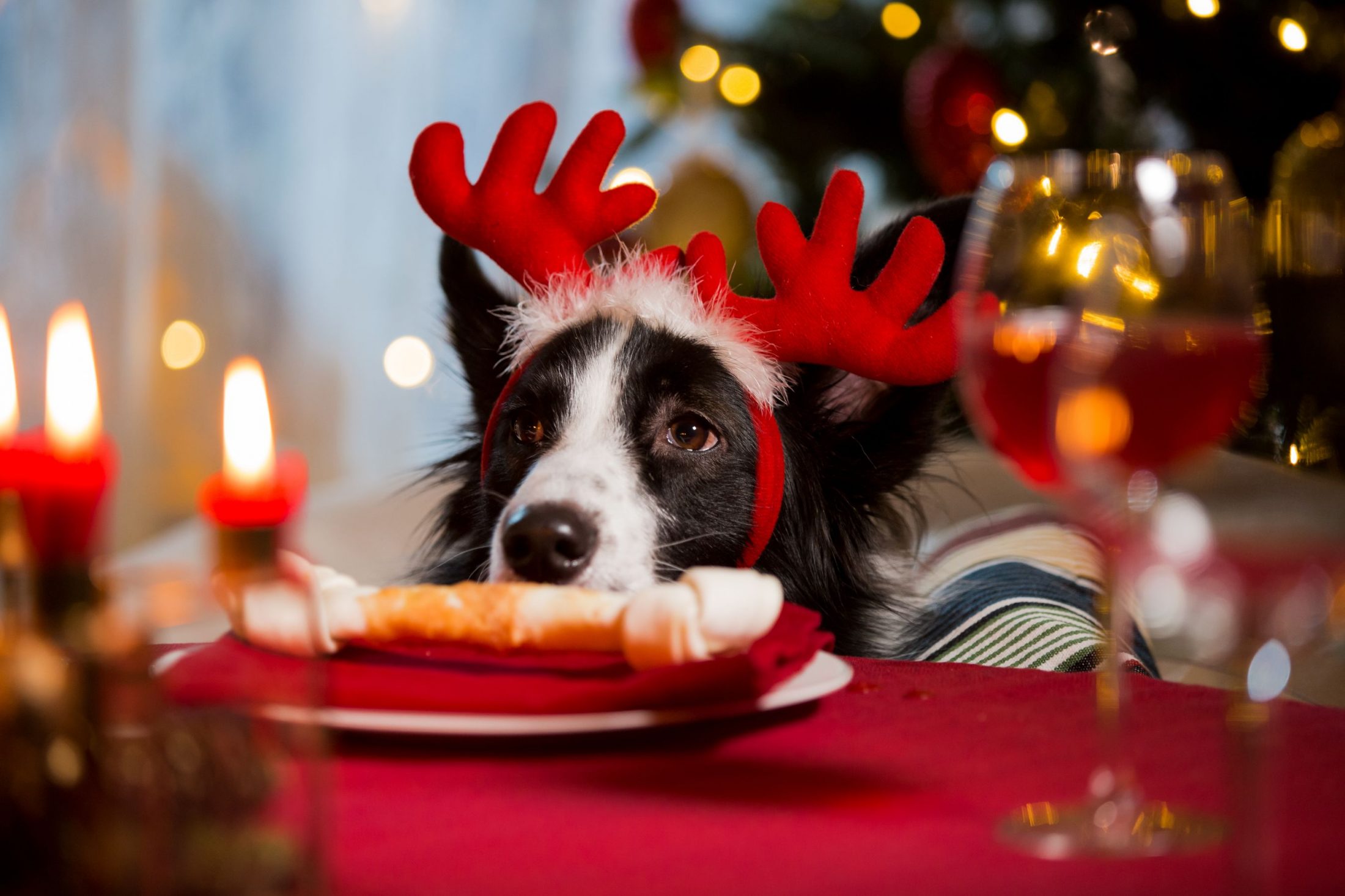 Dog eating holiday bone.