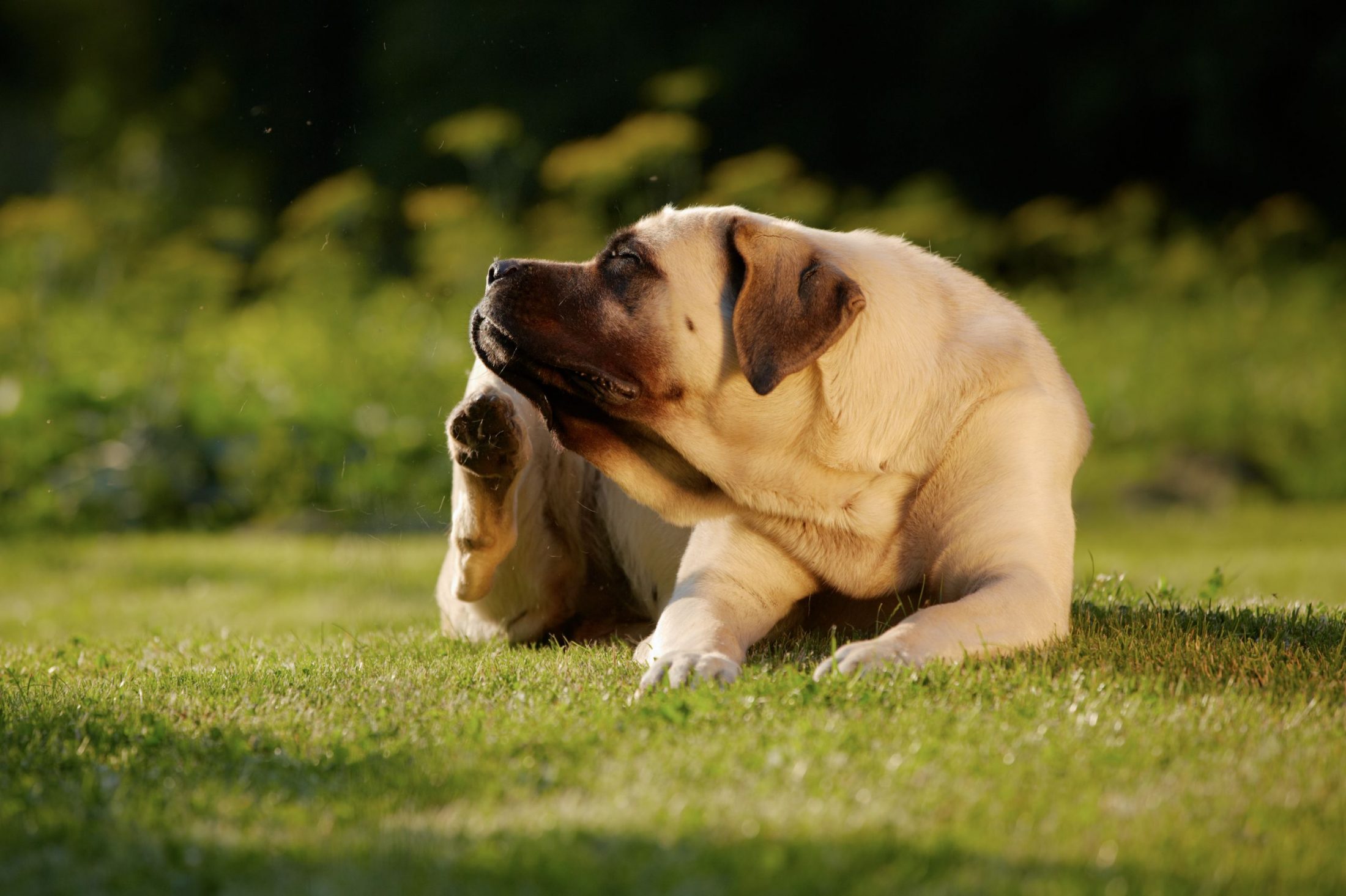 how to heal fly bitten dog ears