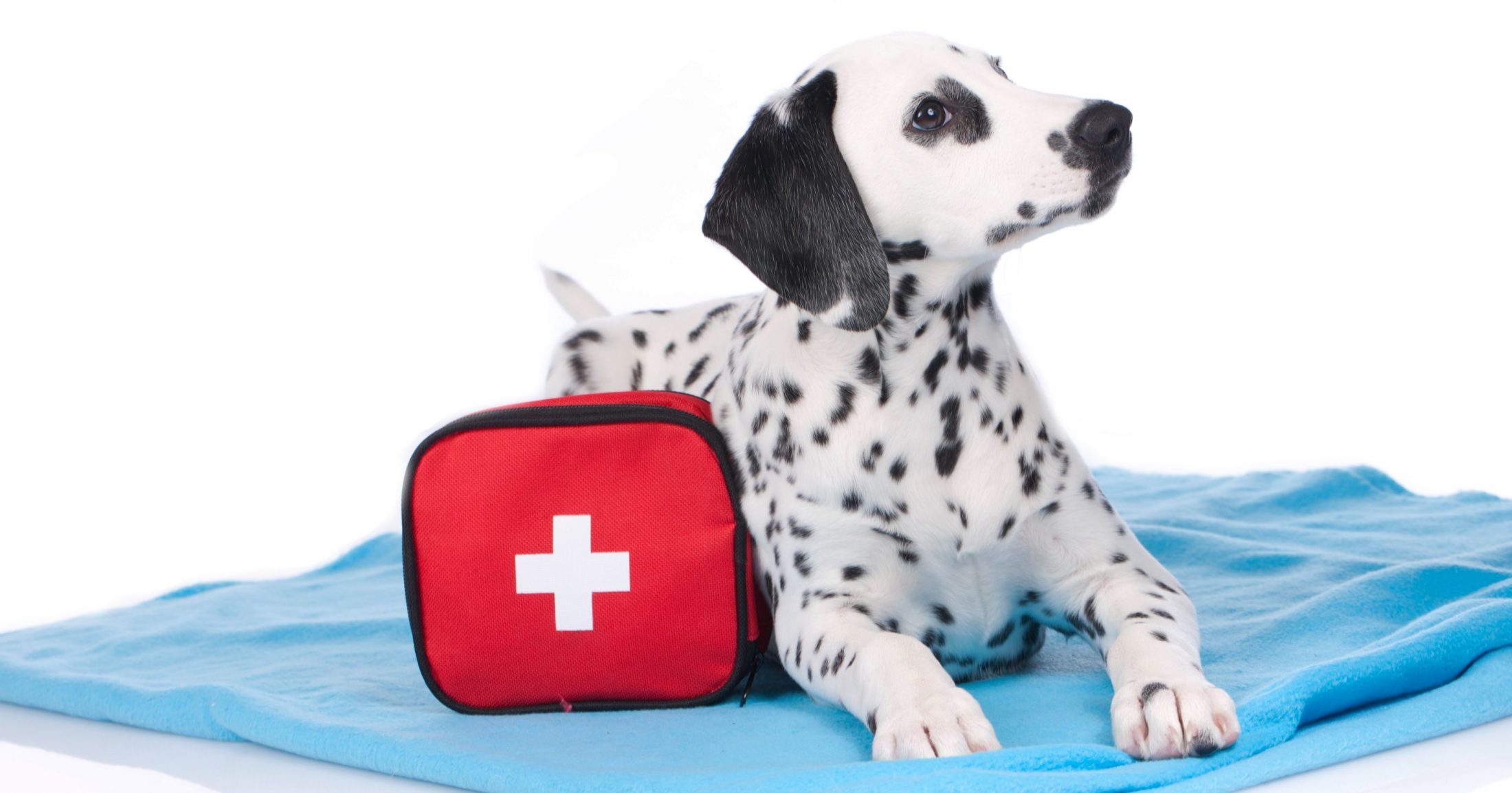 Dog with emergency pet kit.