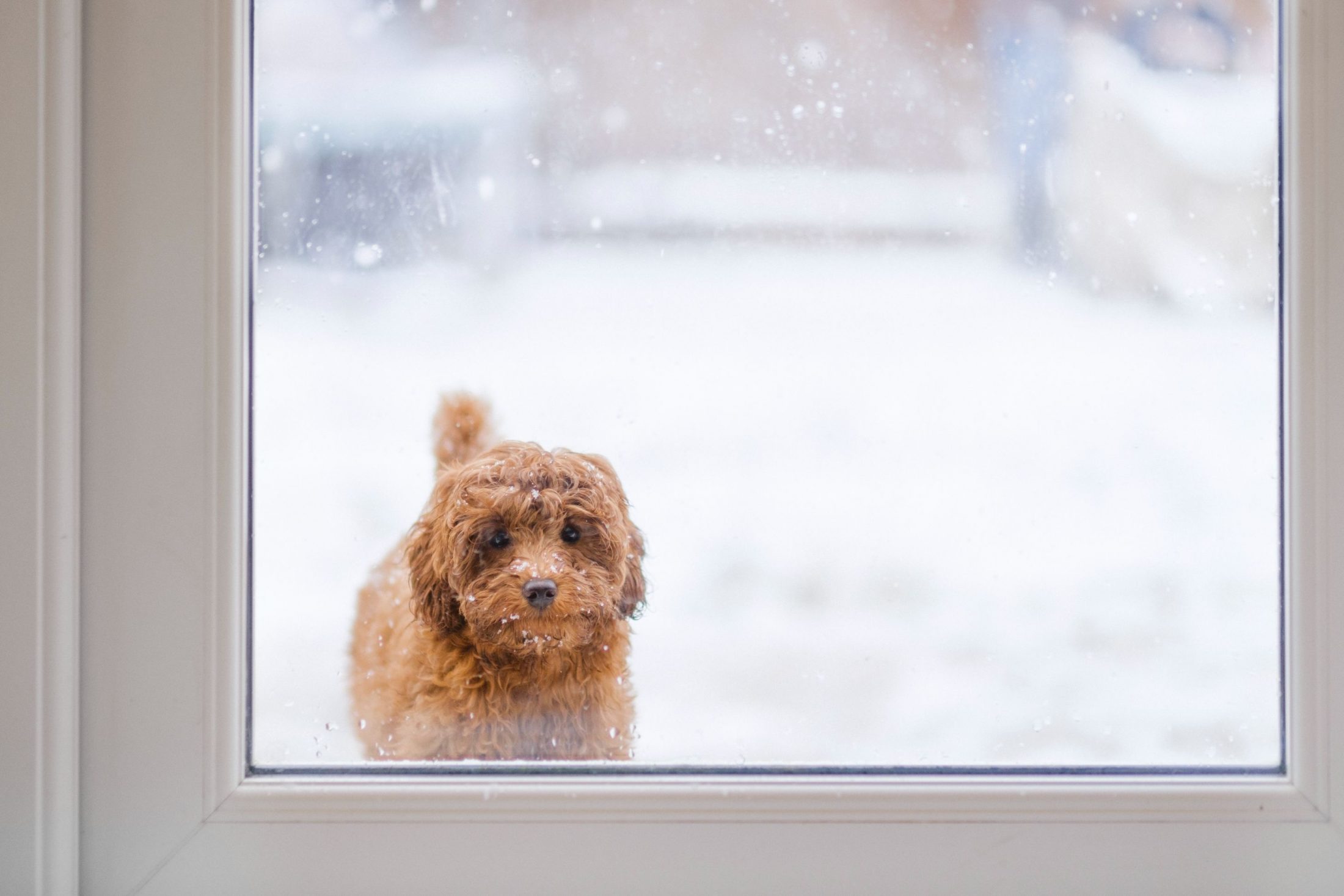 Dog waiting to come inside from the cold weather.