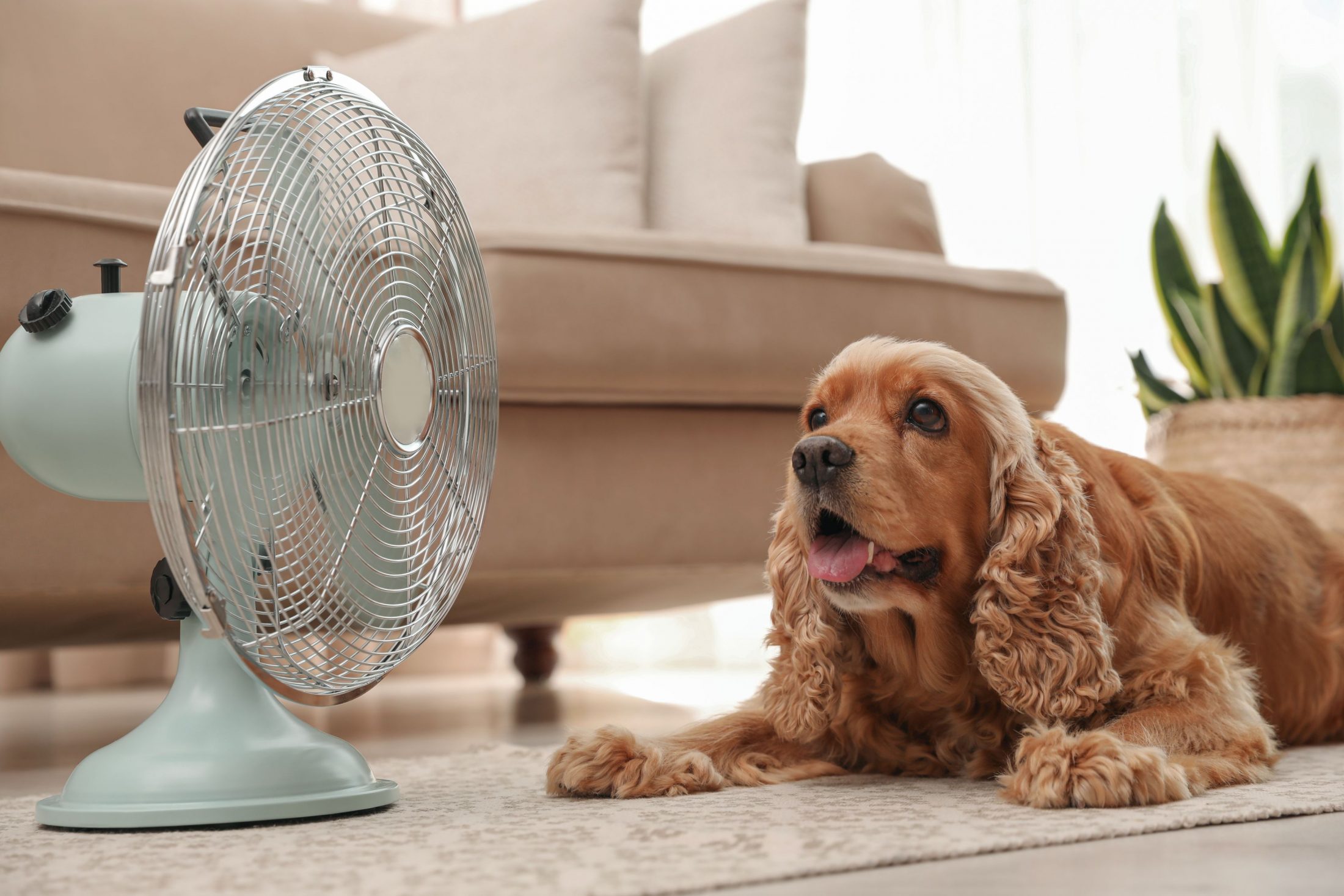 Dog cooling off in front of a fan.