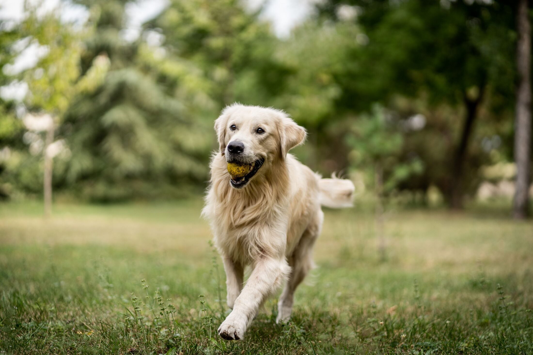 Dog with tennis ball running.