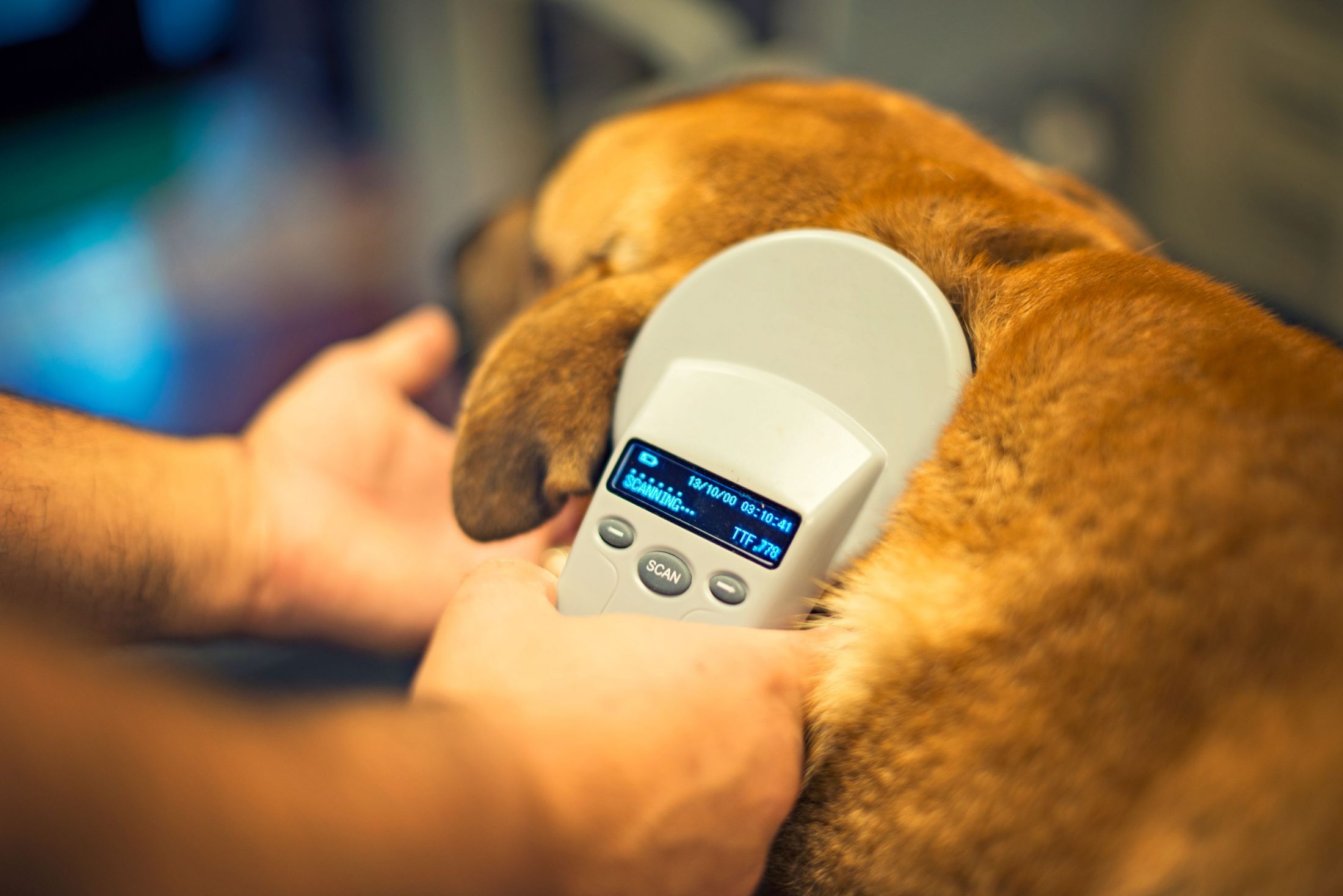 dog microchip scan.