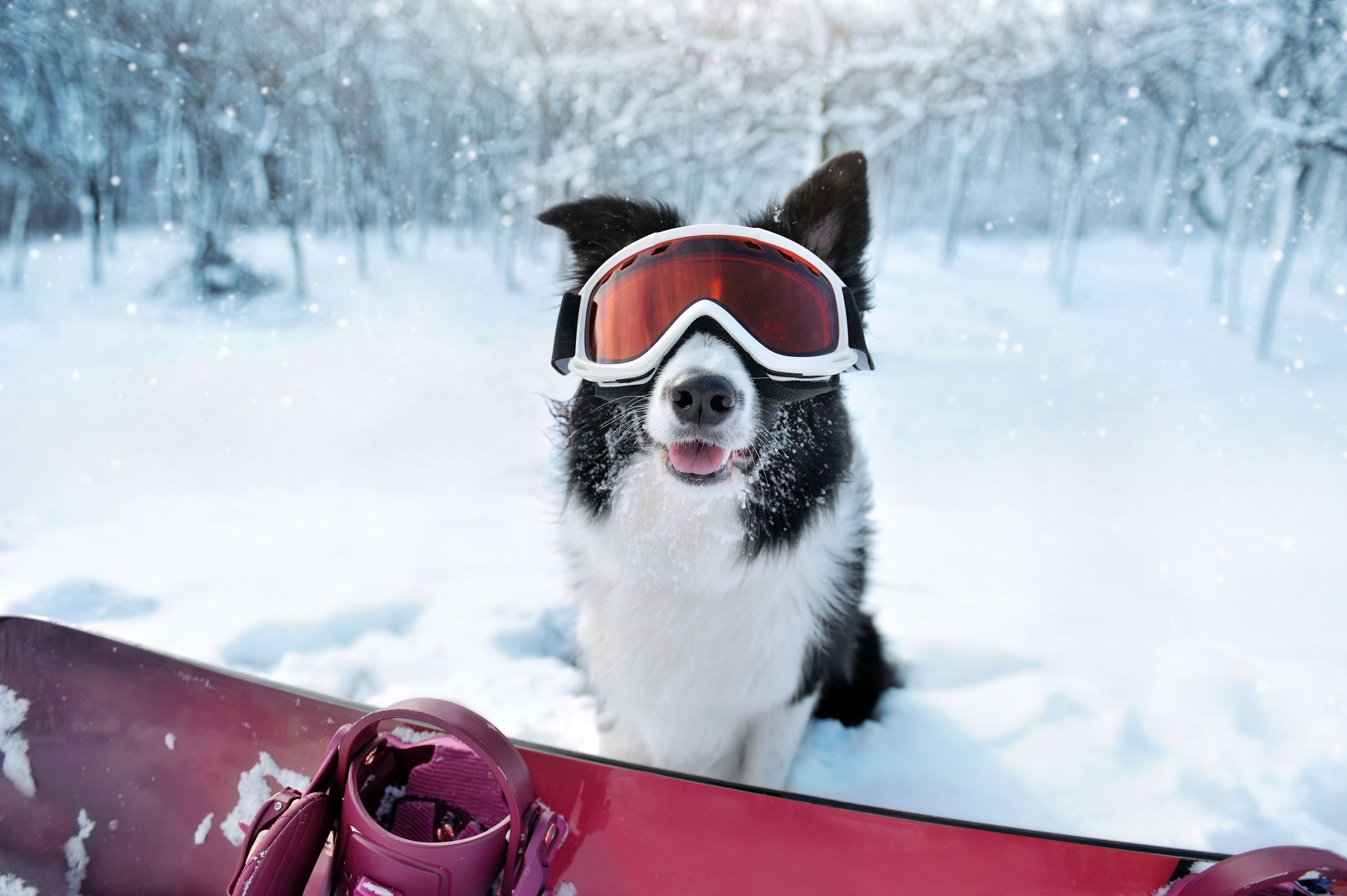 dog wearing snow googles.