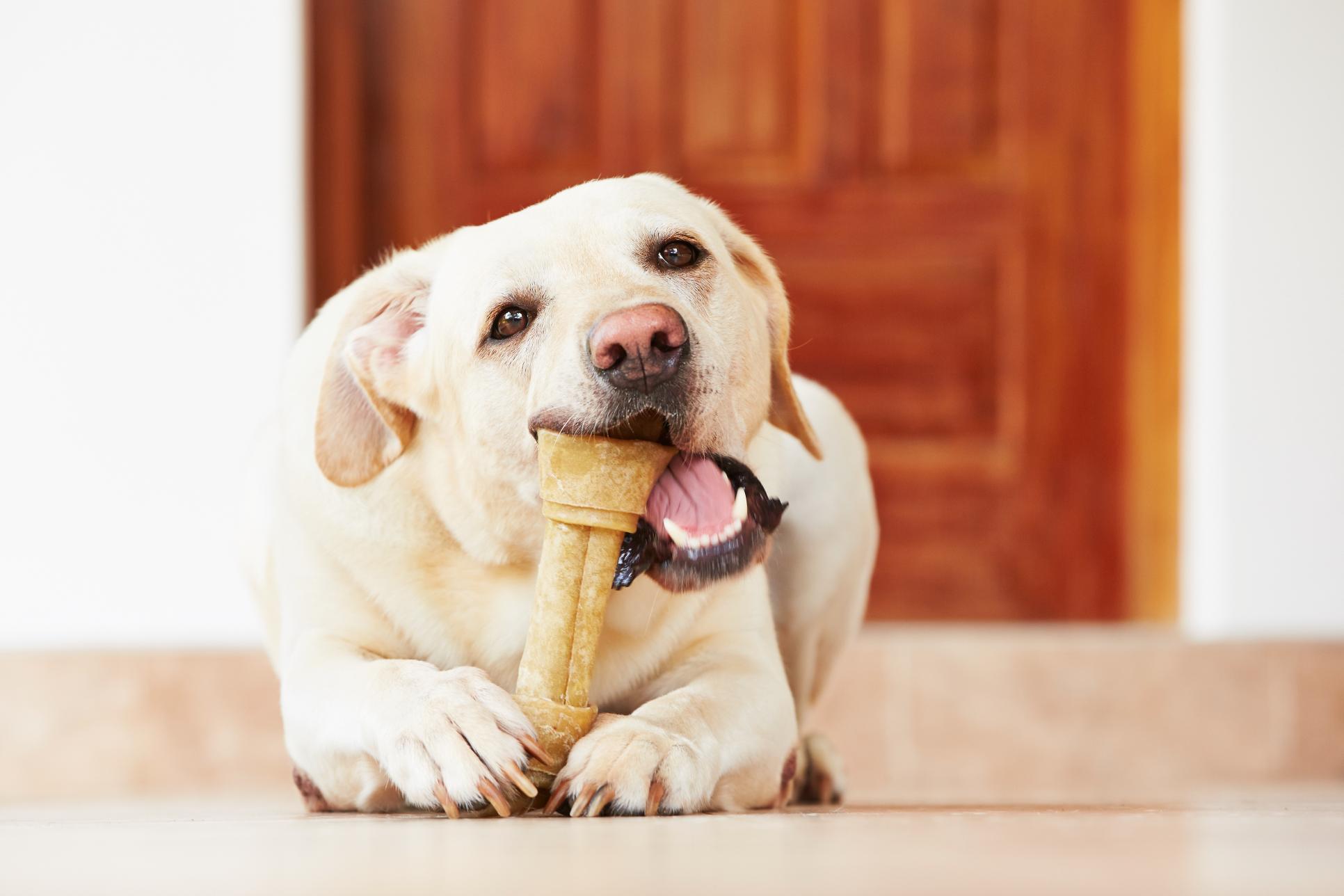 dog chewing on bone. 