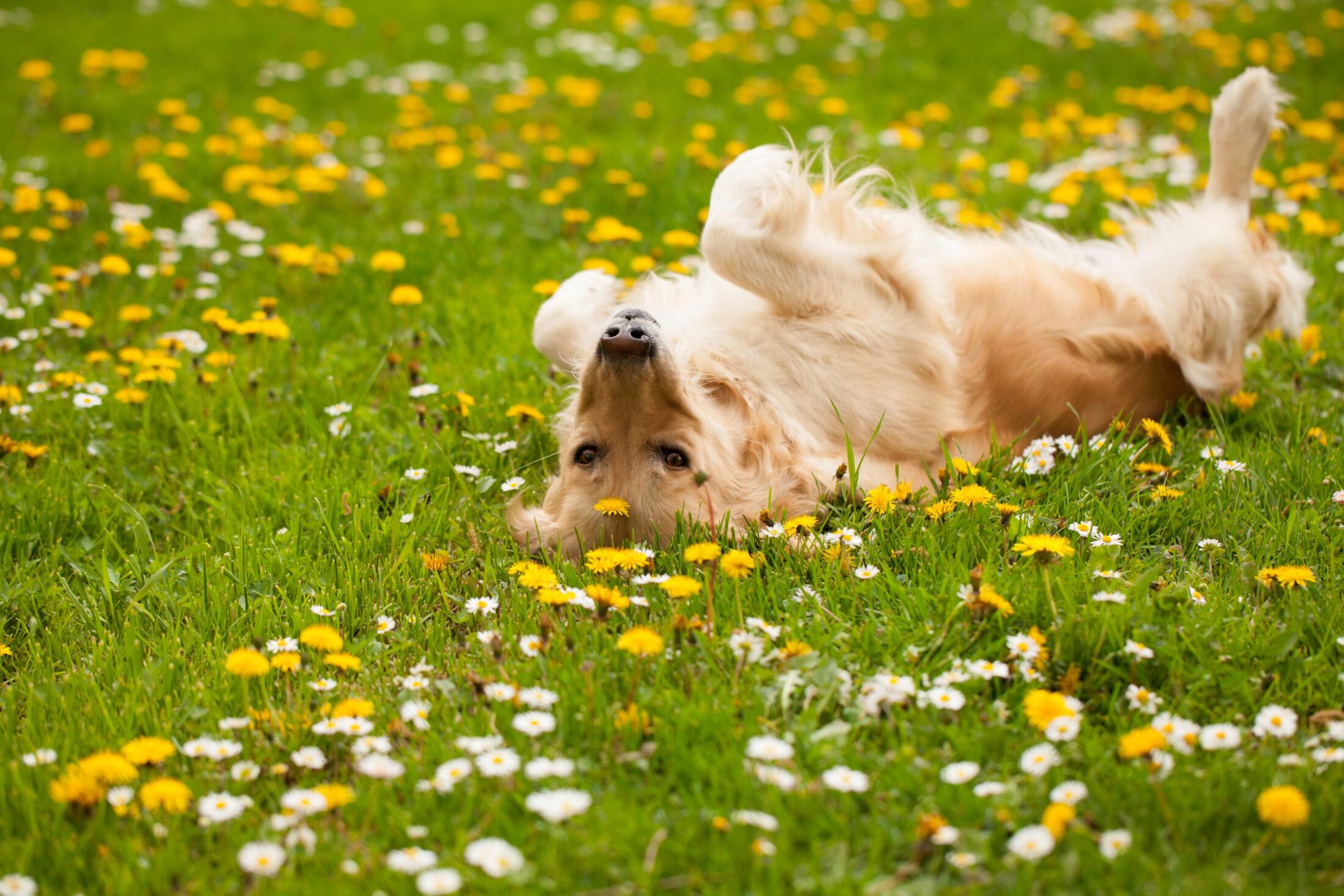 dog rolling in grass