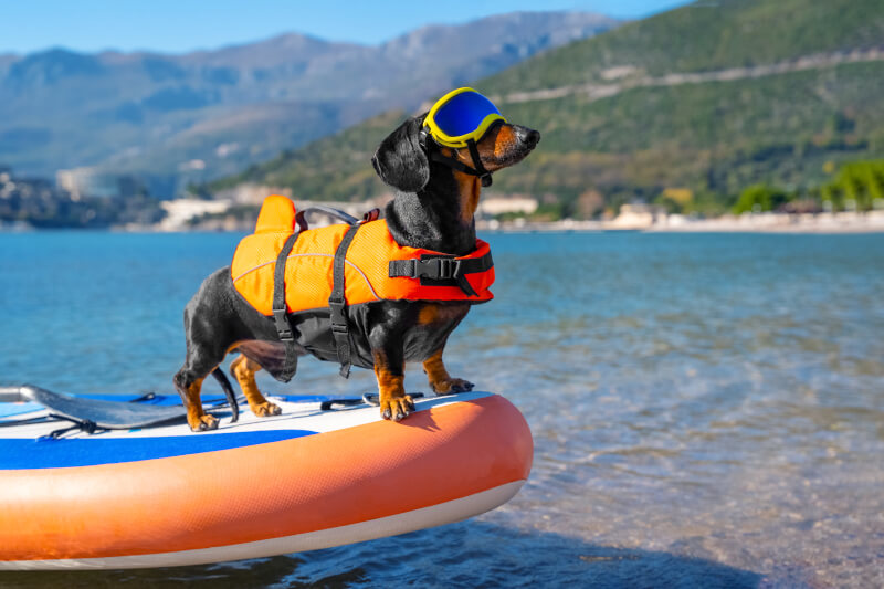 Dog with swimming safety gear