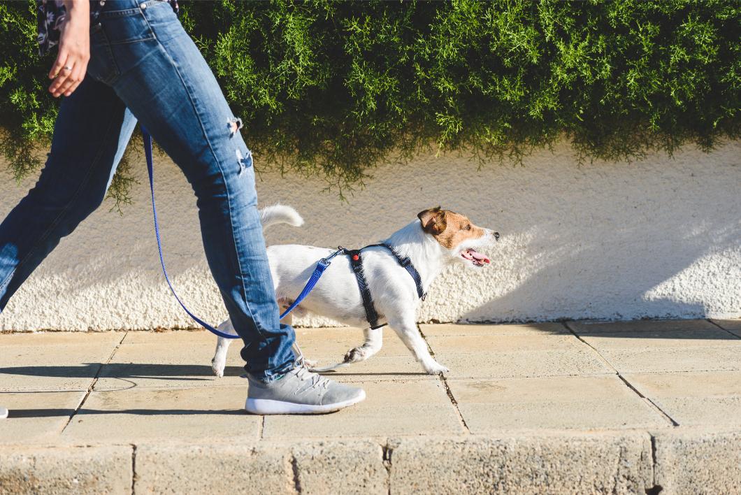 Dog walking on Pavement.