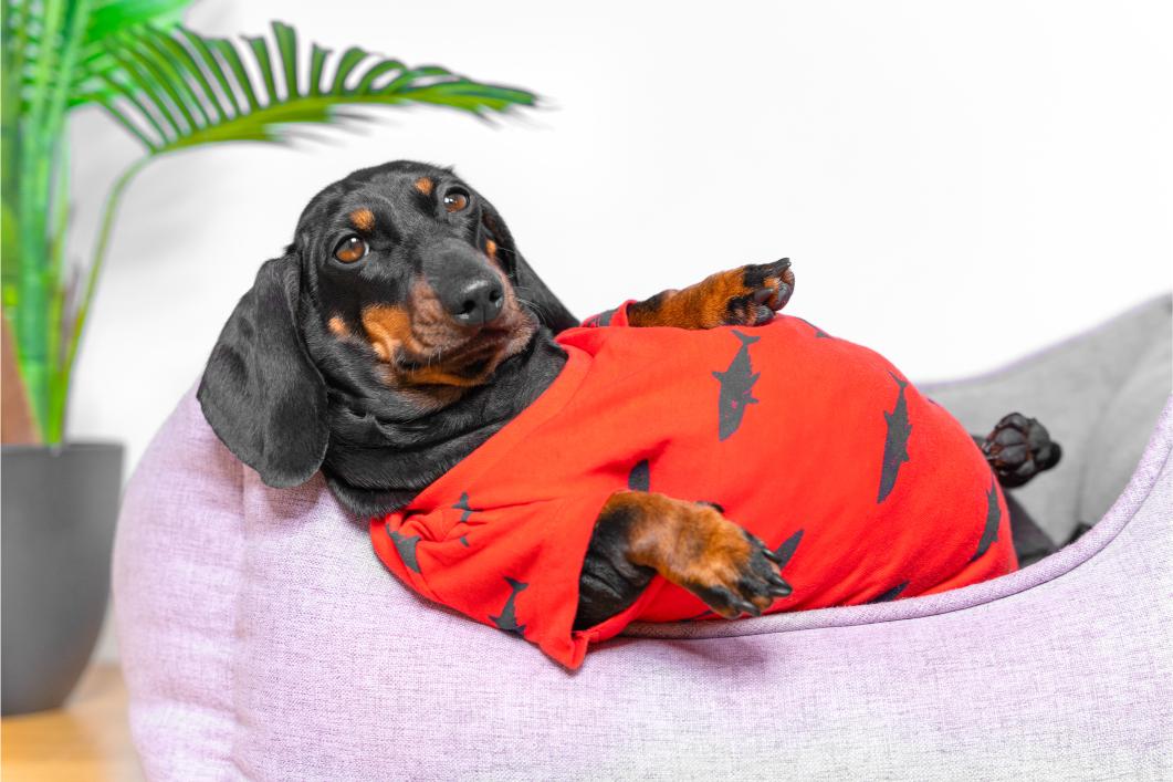 Fat dog.