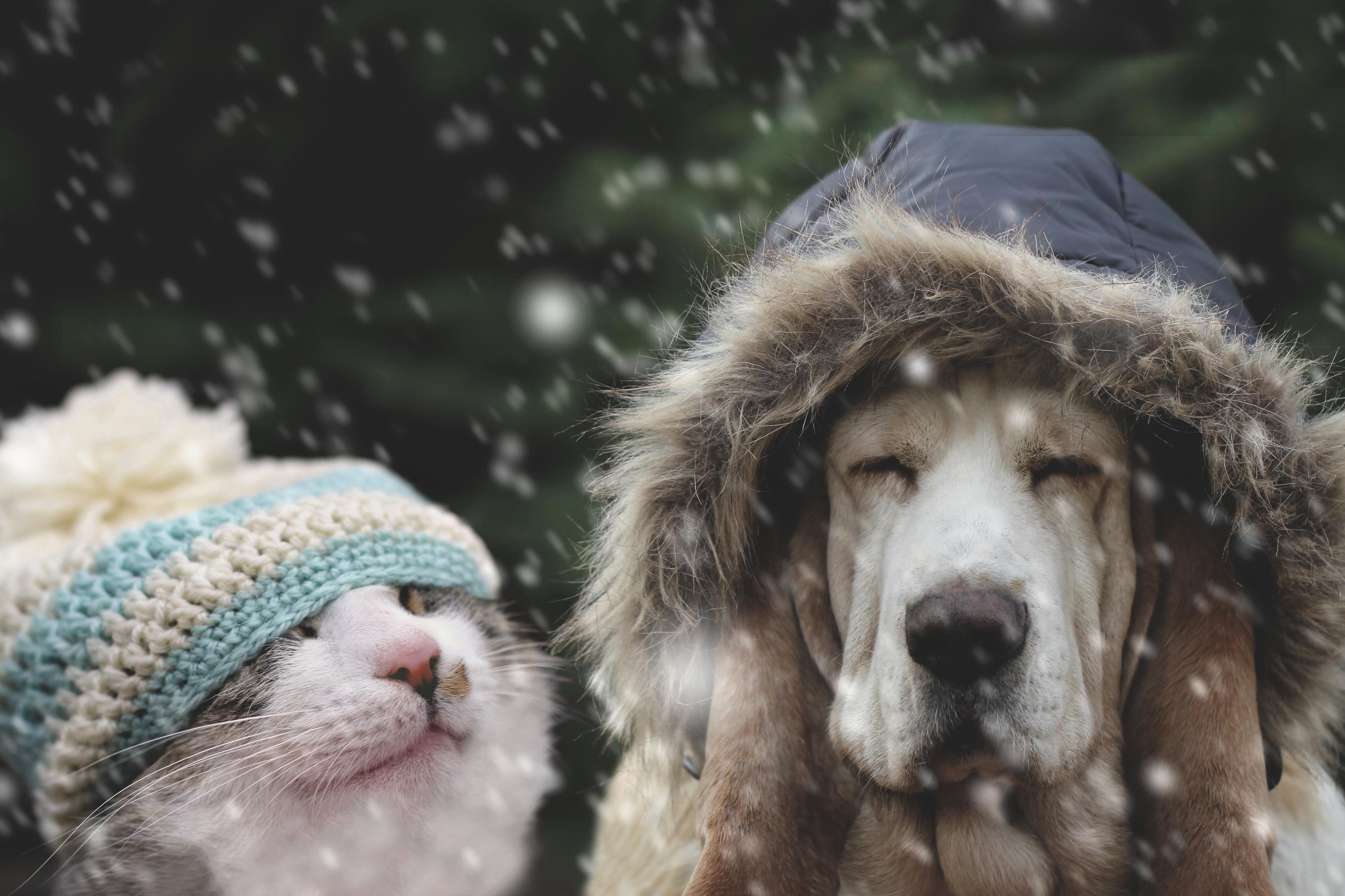Dog and cat in the cold weather.