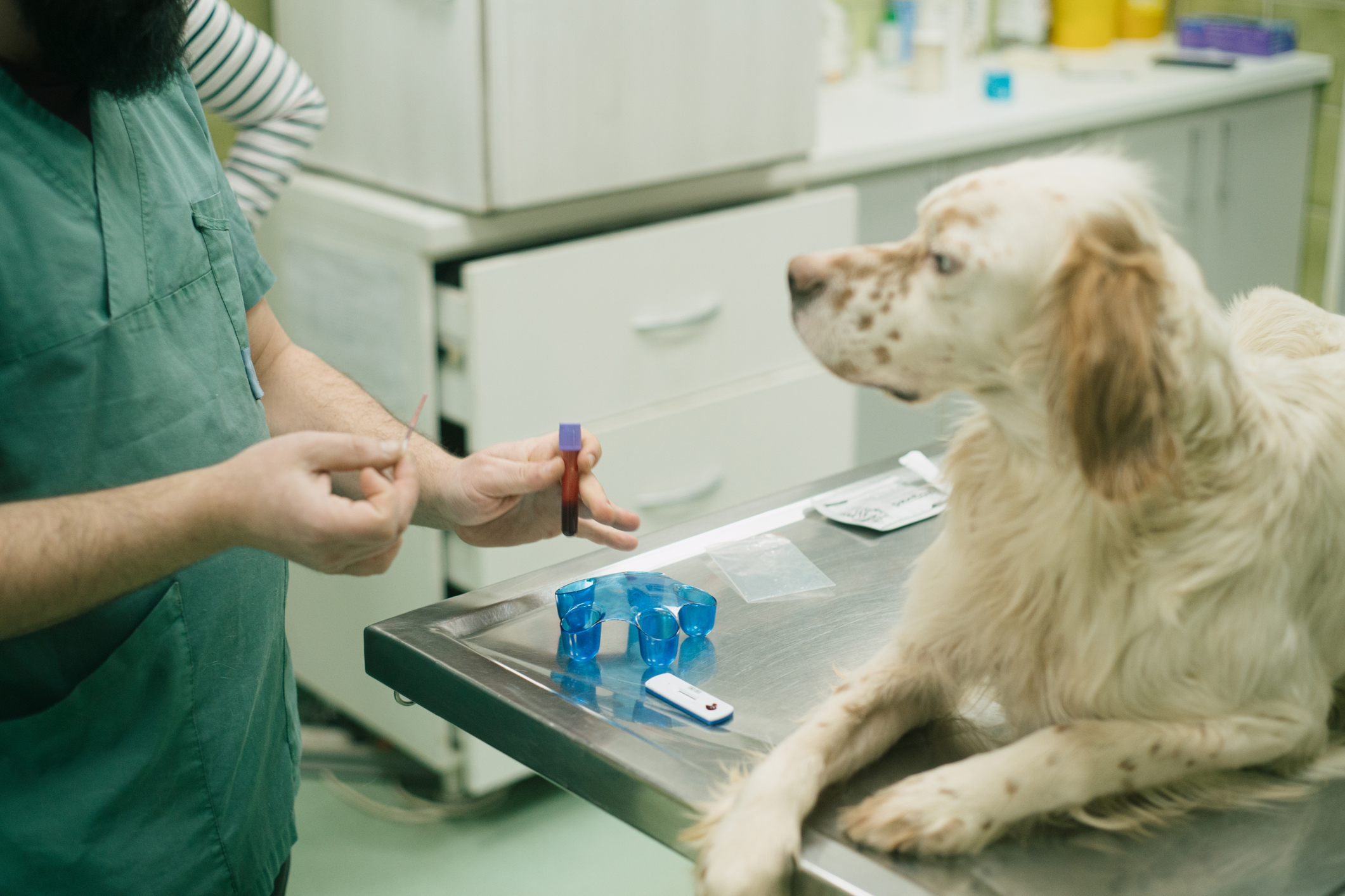 Dog Getting Bloodwork.