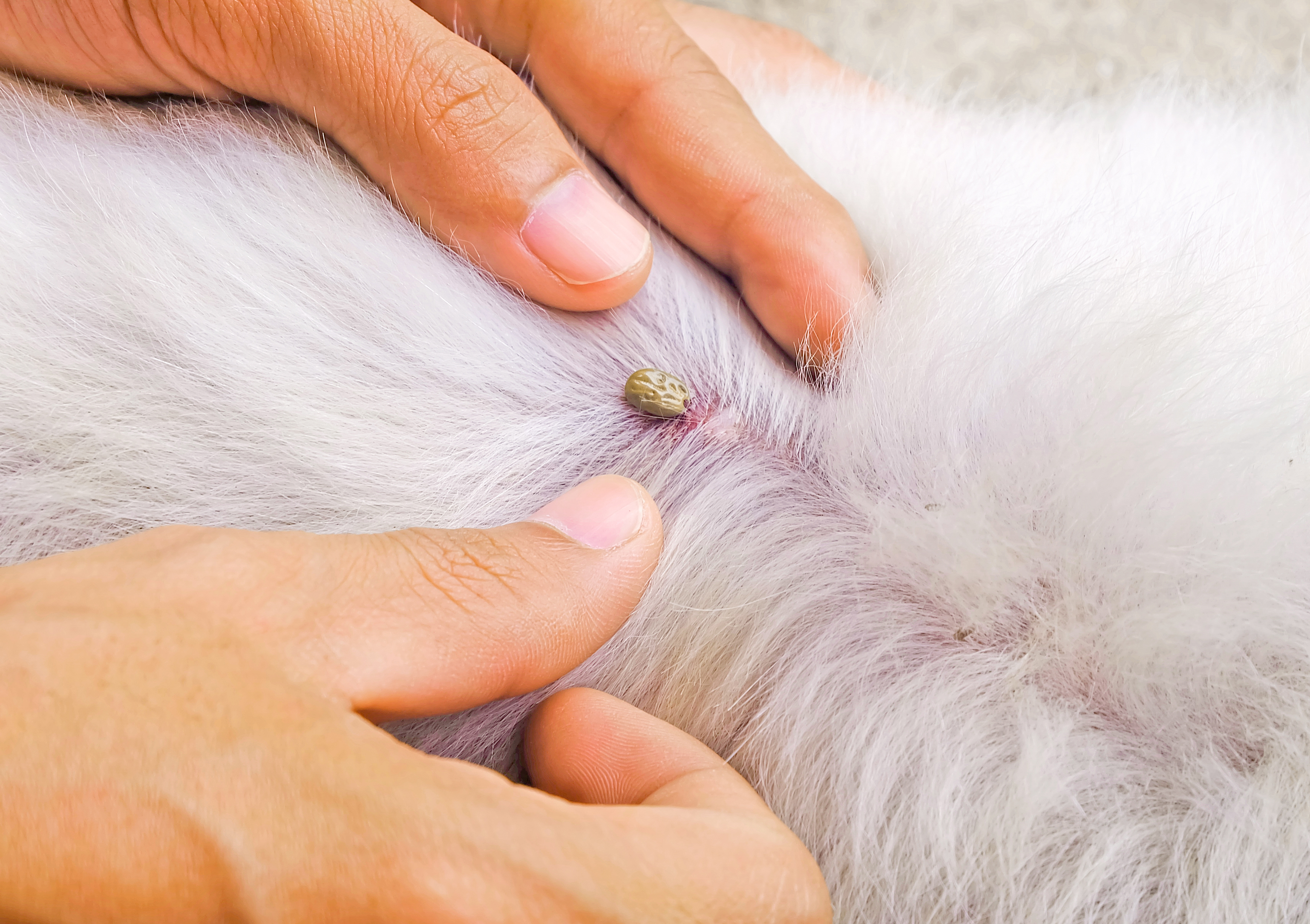 Tick on a dog.