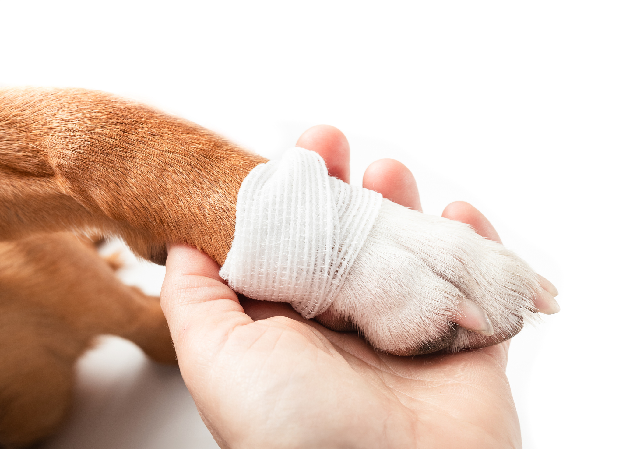 Dog swollen paw with a bandage on.