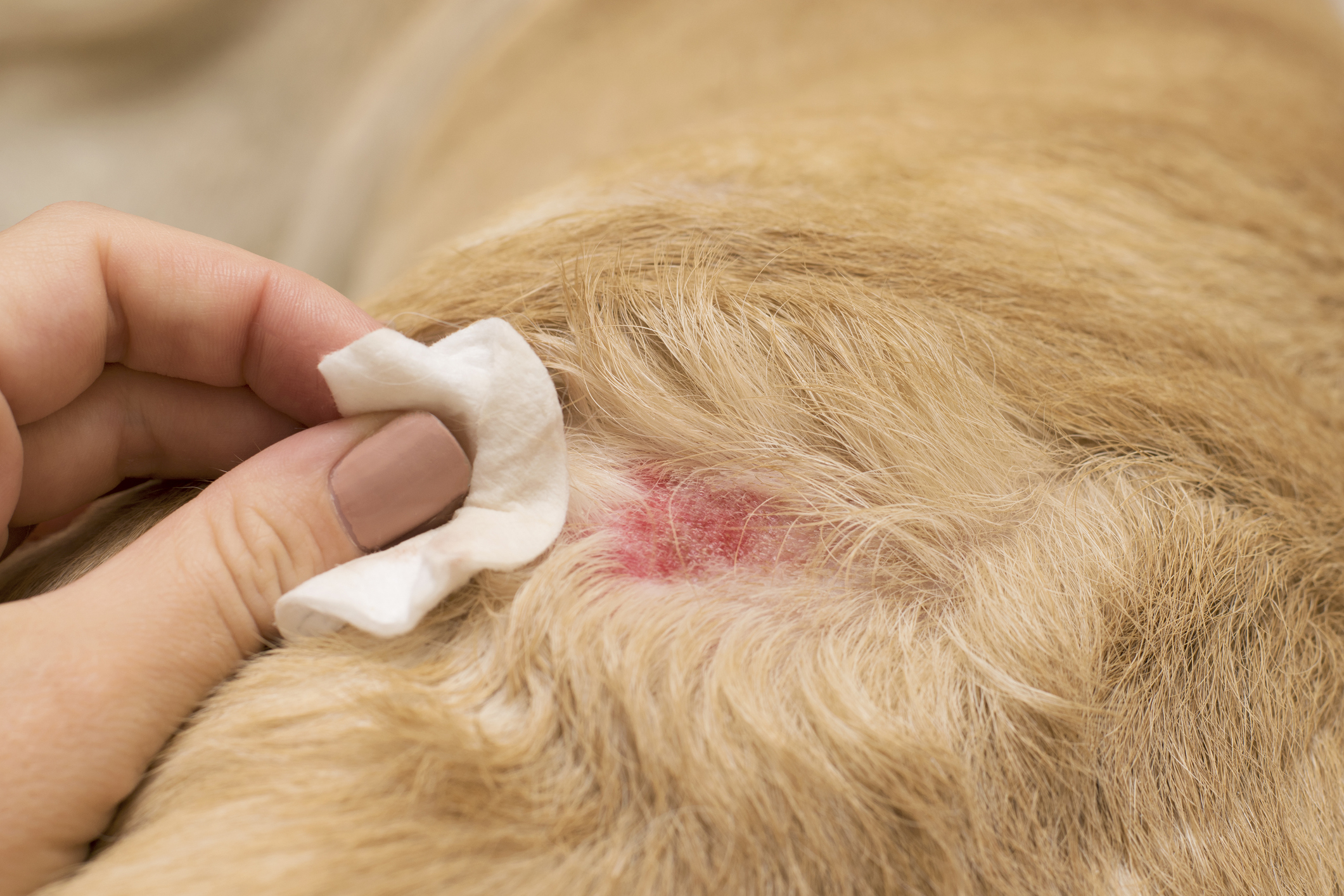 Dog with hot spots.