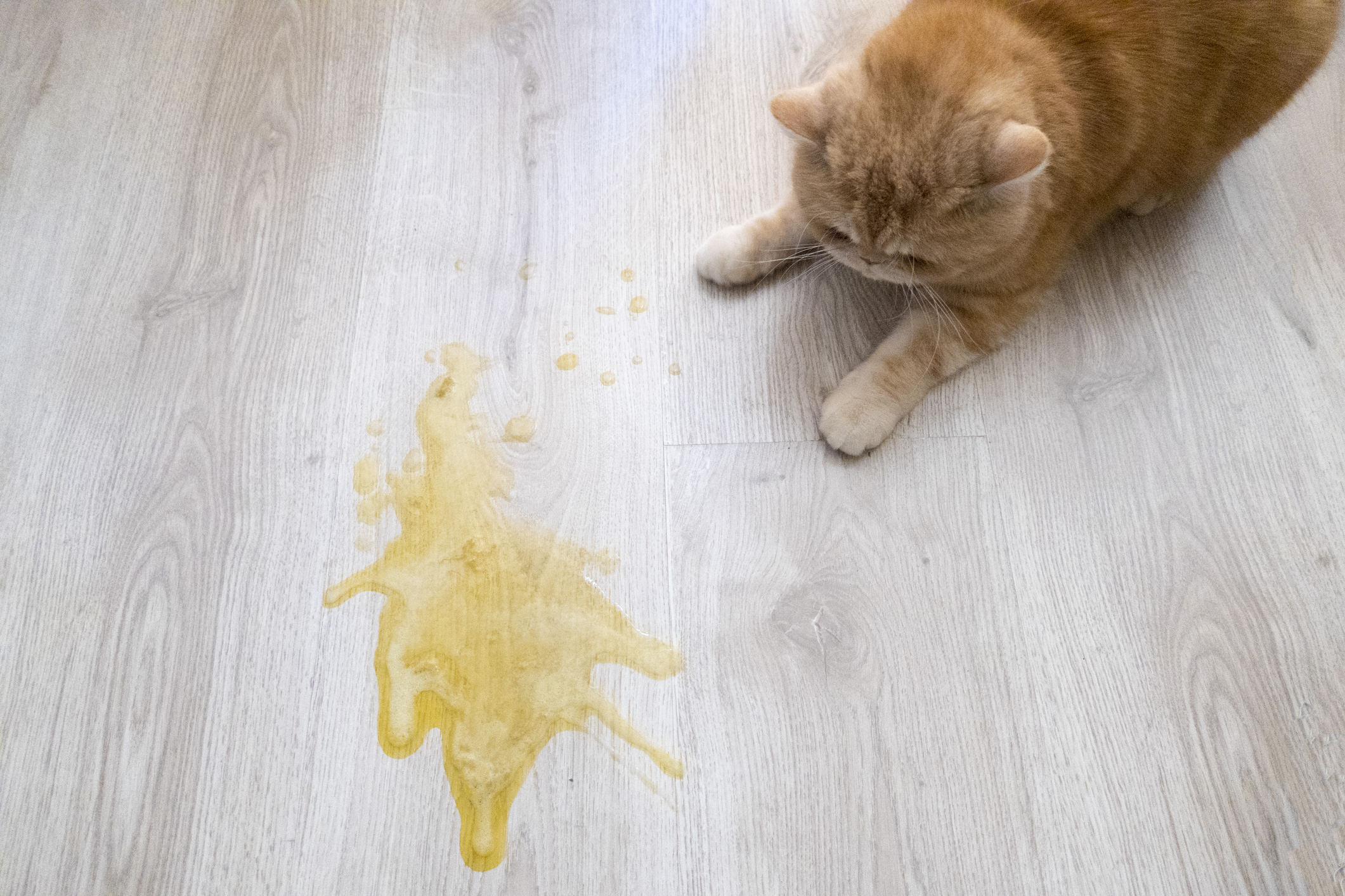 Cat vomiting on floor.
