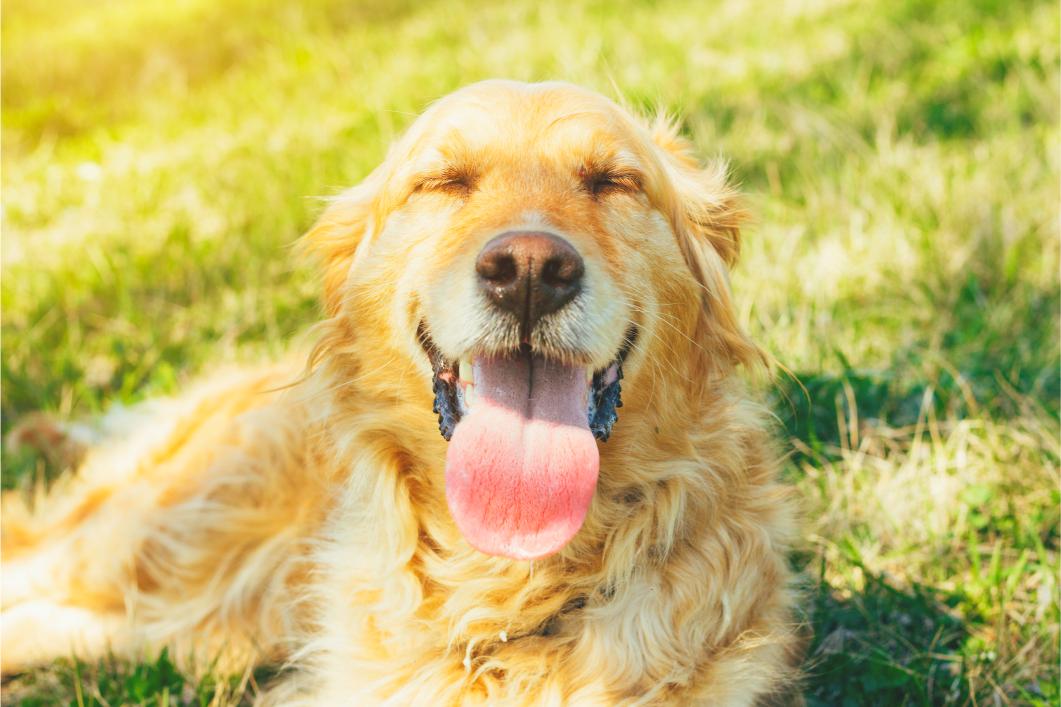 Dog panting excessively.