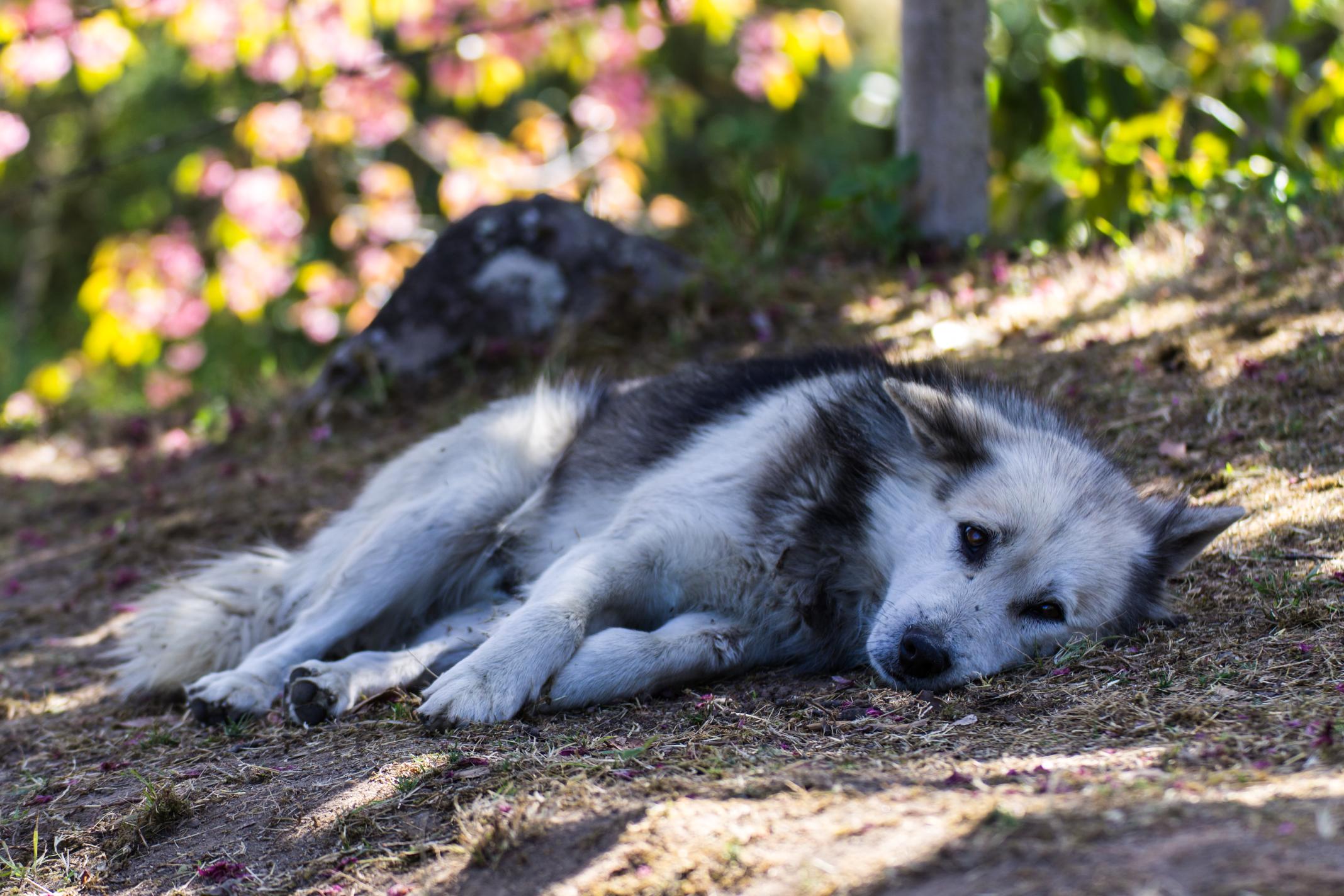 Poisoned dog.
