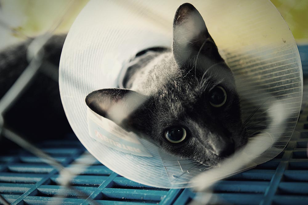 Cat at ICU