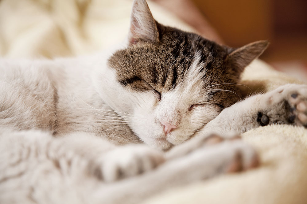 Cat Sleeping
