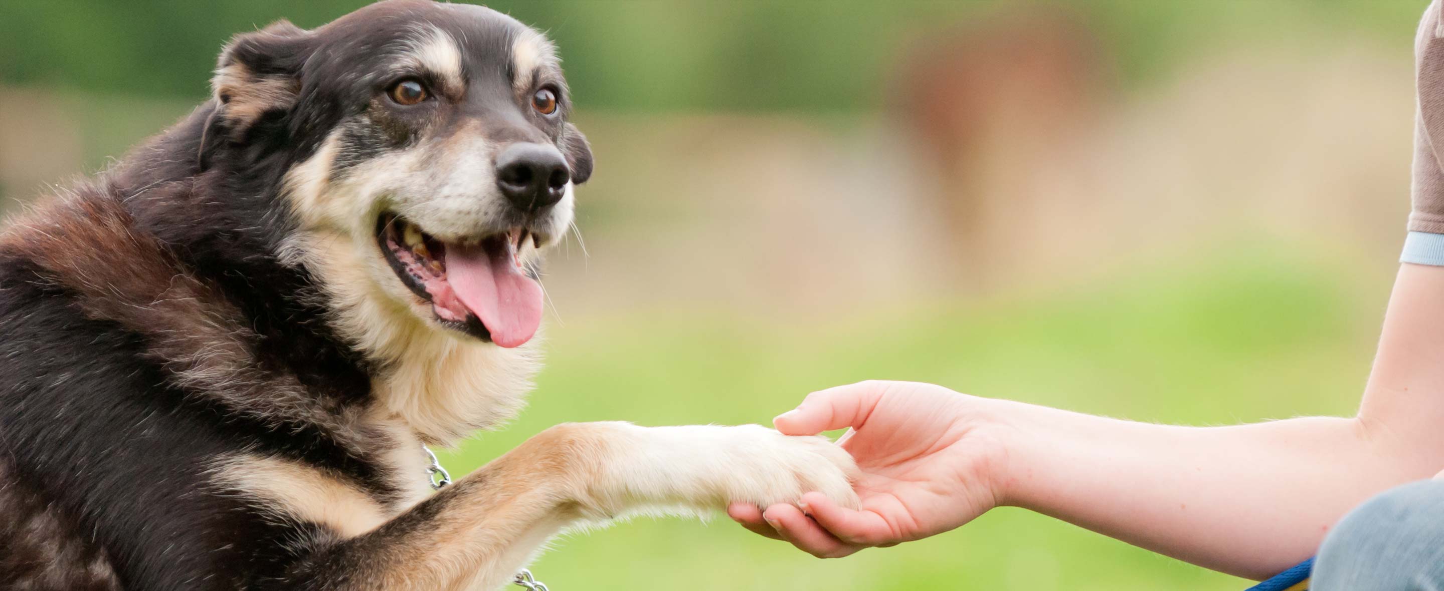 Dog Giving a Paw Shake