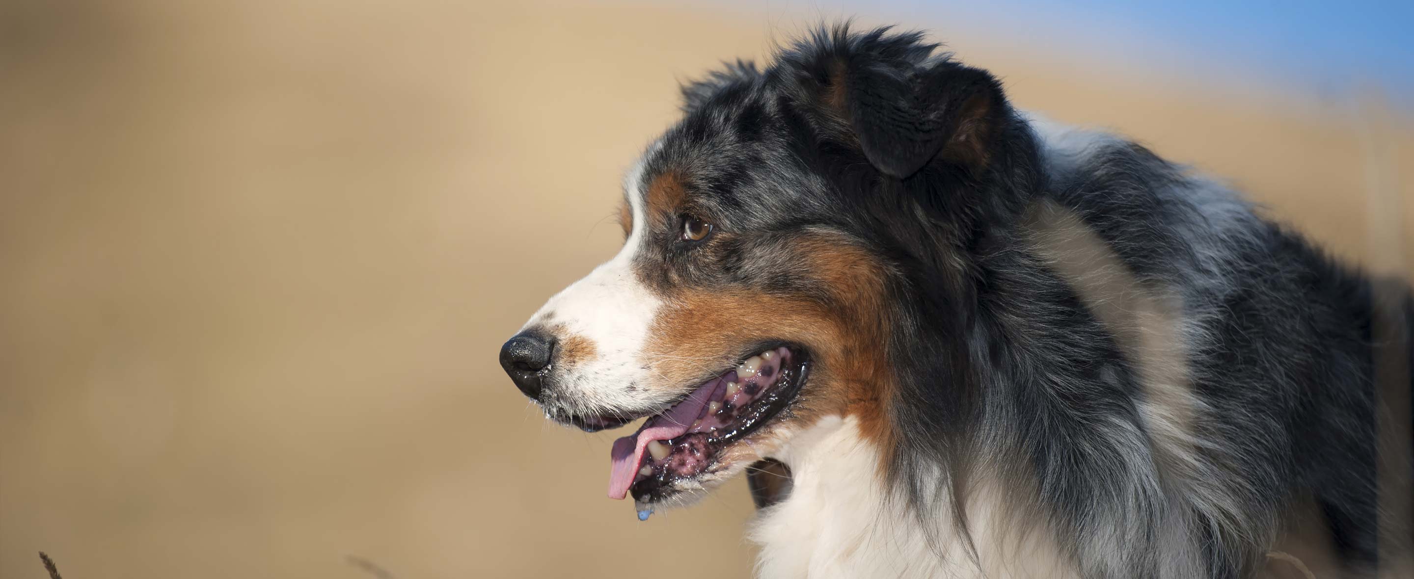 Handsome Dog