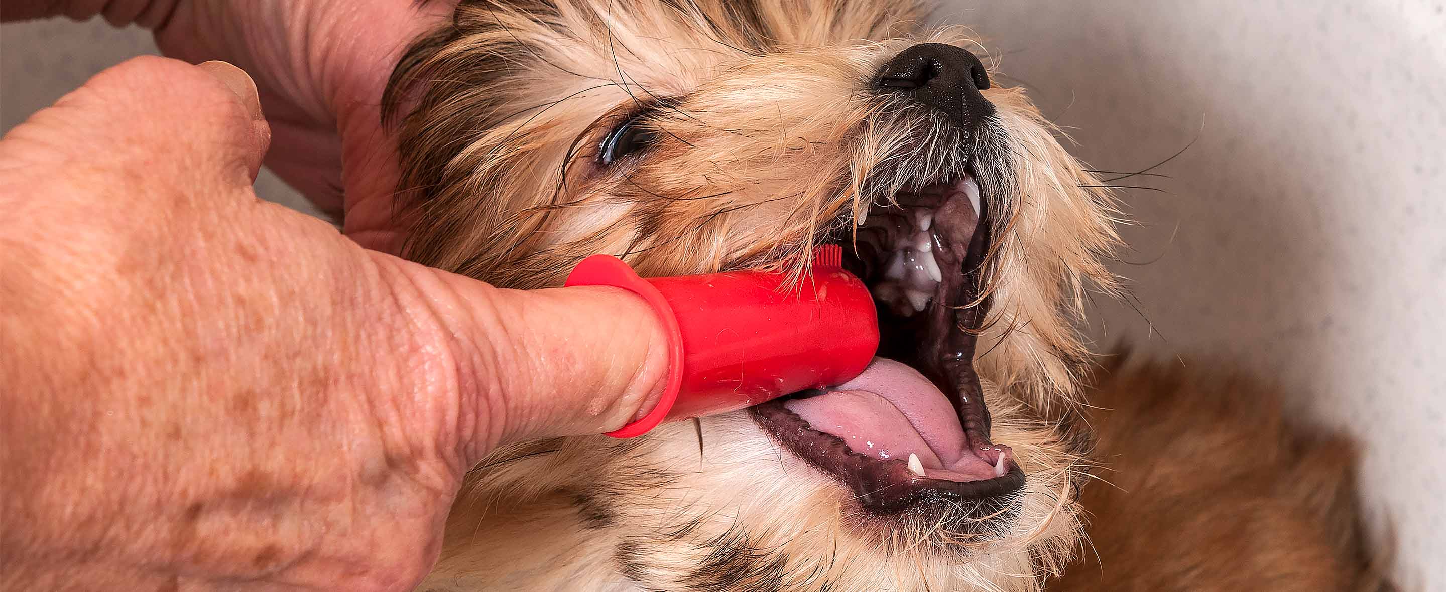 Person brushing a dog's teeth