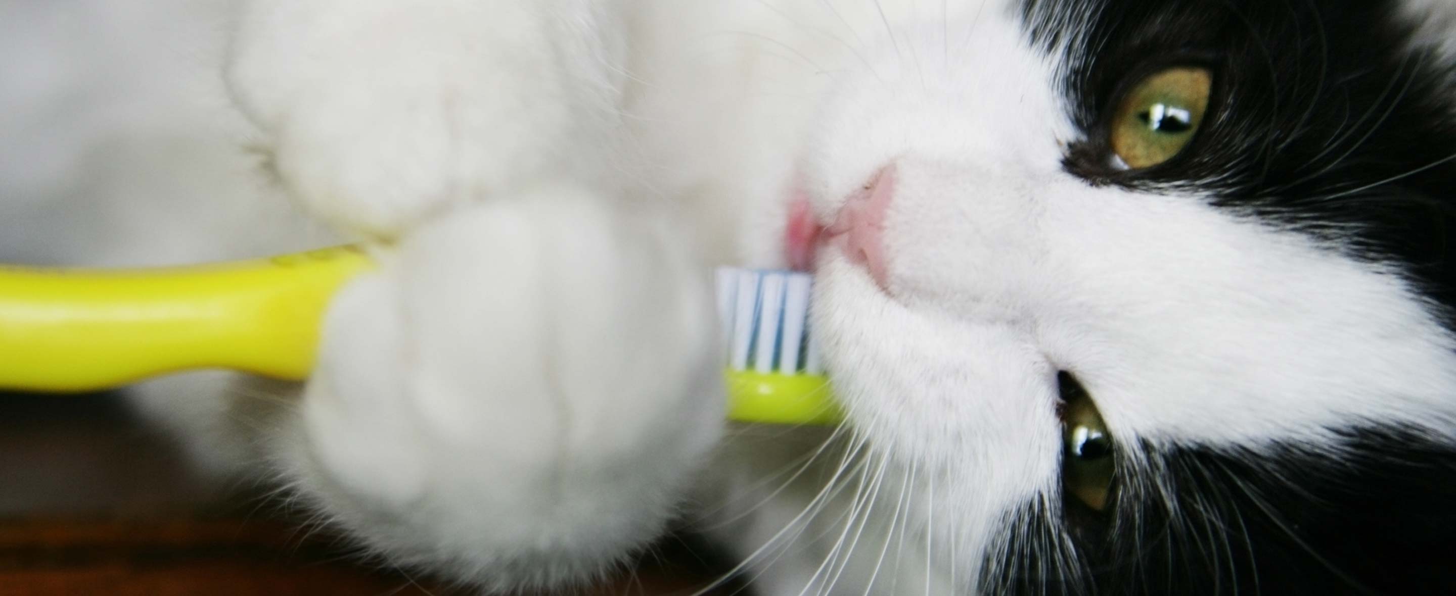Cat and Toothbrush
