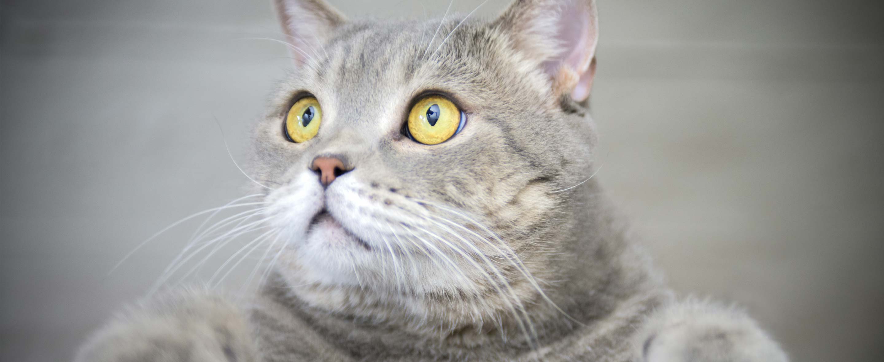 Gray Cat