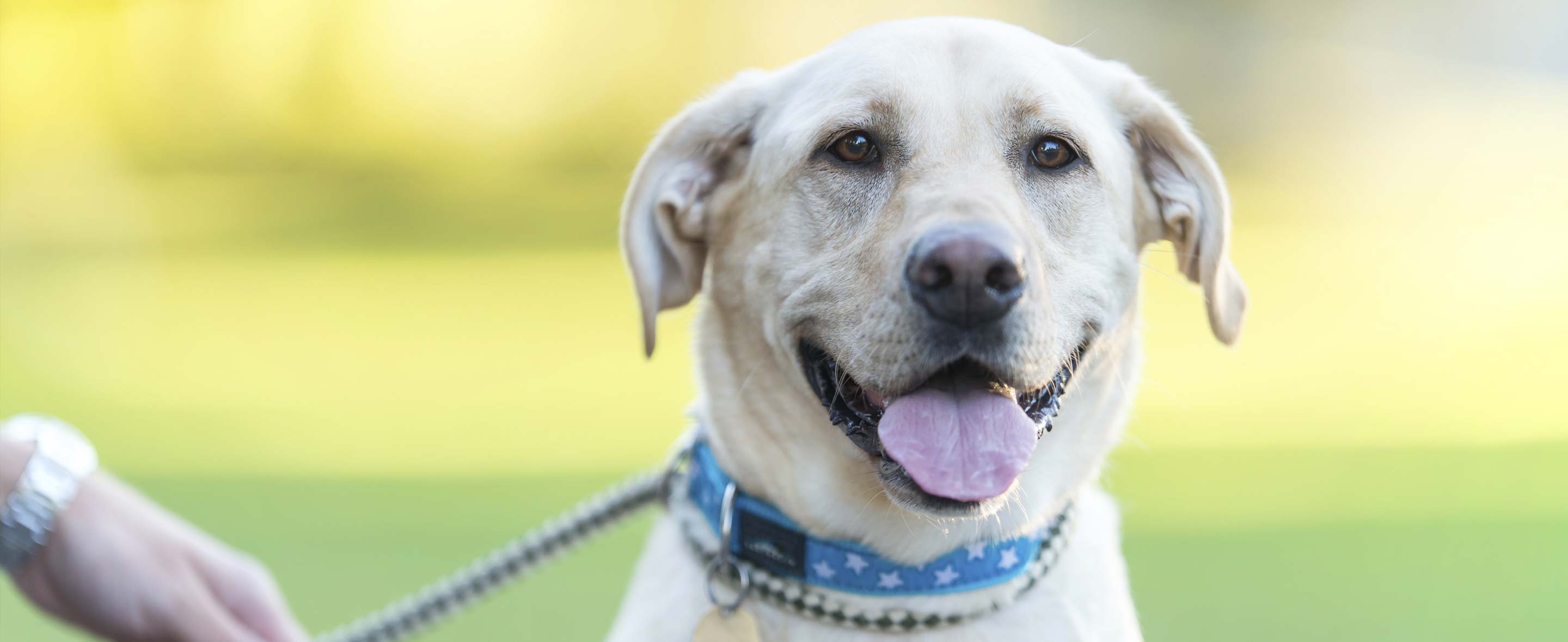 Handsome Dog