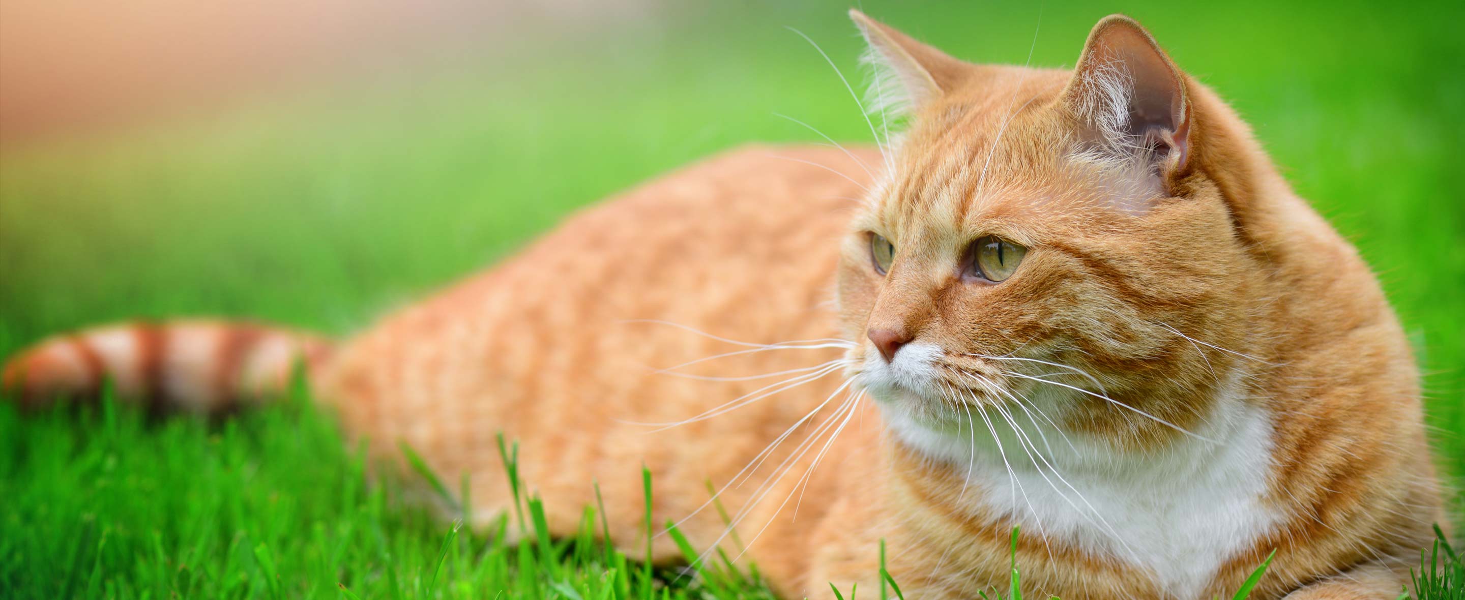 Orange Tabby