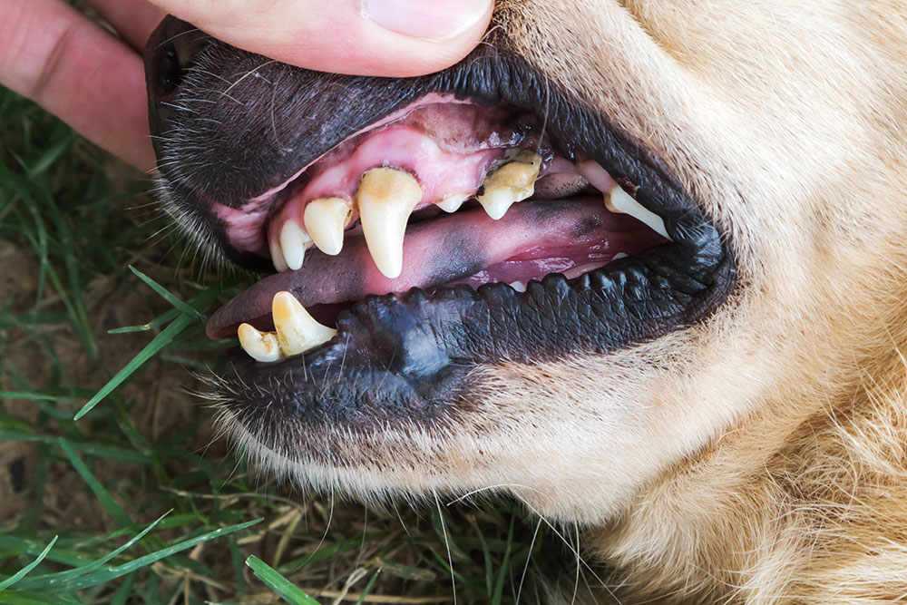 Dog's Teeth
